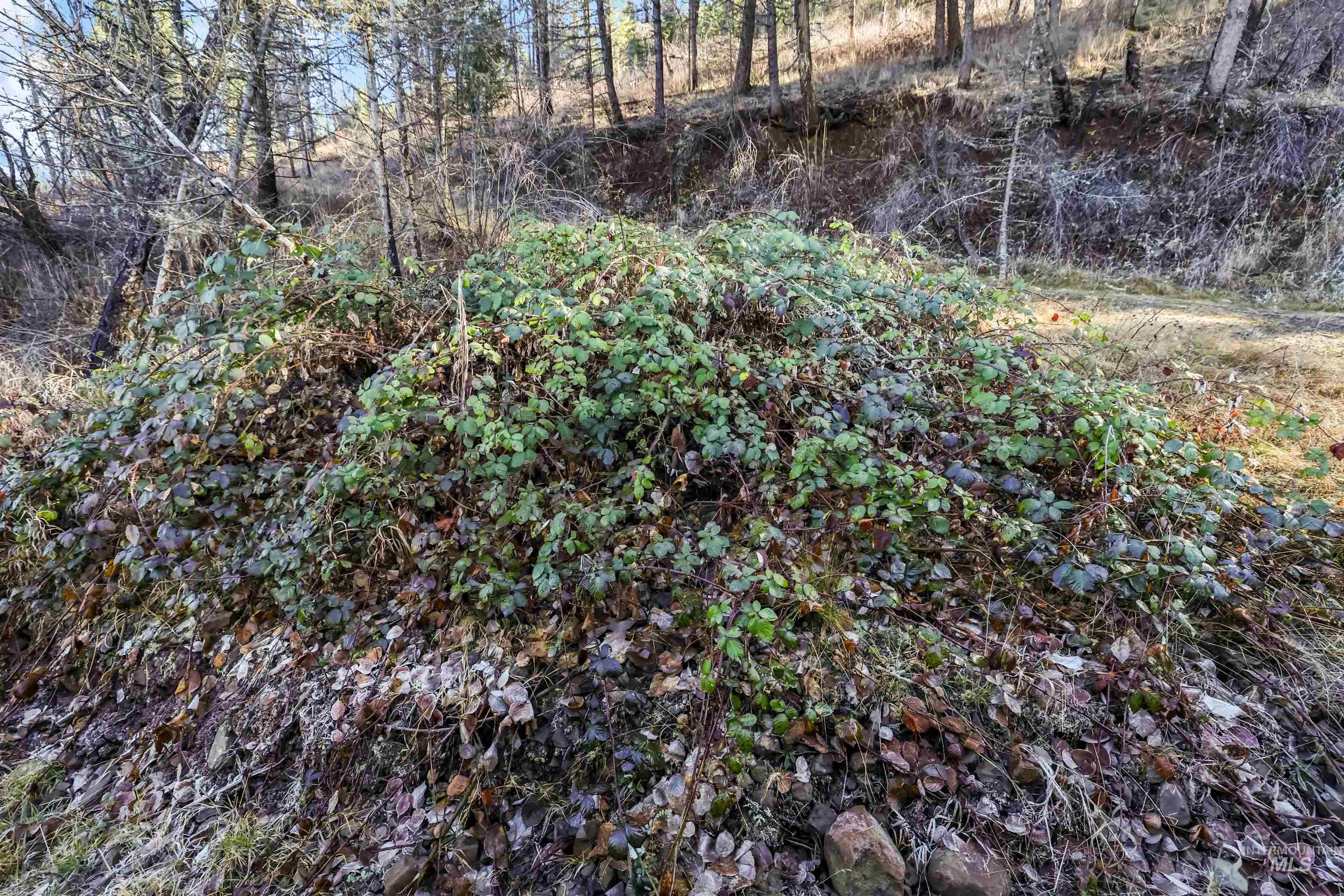 216 Ulmer Road, Kooskia, Idaho 83539, 3 Bedrooms, 1.5 Bathrooms, Farm & Ranch For Sale, Price $2,500,000,MLS 98975036