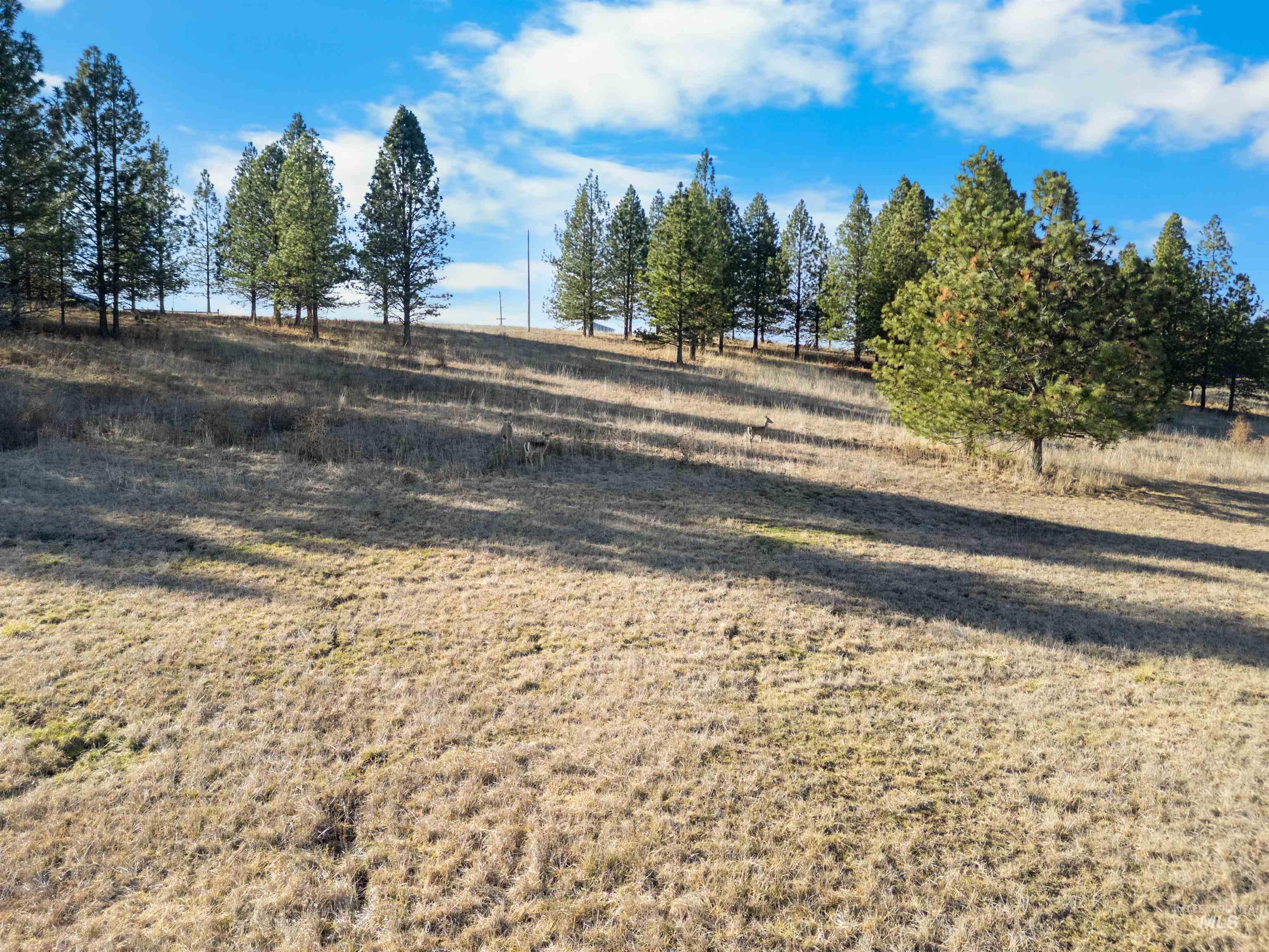 216 Ulmer Road, Kooskia, Idaho 83539, 3 Bedrooms, 1.5 Bathrooms, Farm & Ranch For Sale, Price $2,500,000,MLS 98975036