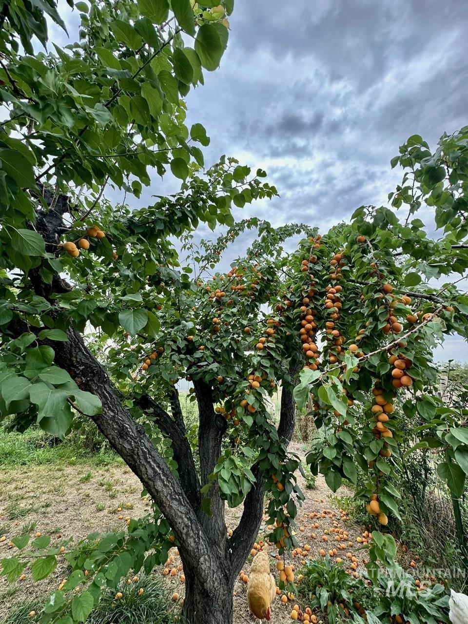 4424 N 1325 E, Buhl, Idaho 83316, 3 Bedrooms, 2 Bathrooms, Residential For Sale, Price $460,000, 98975187