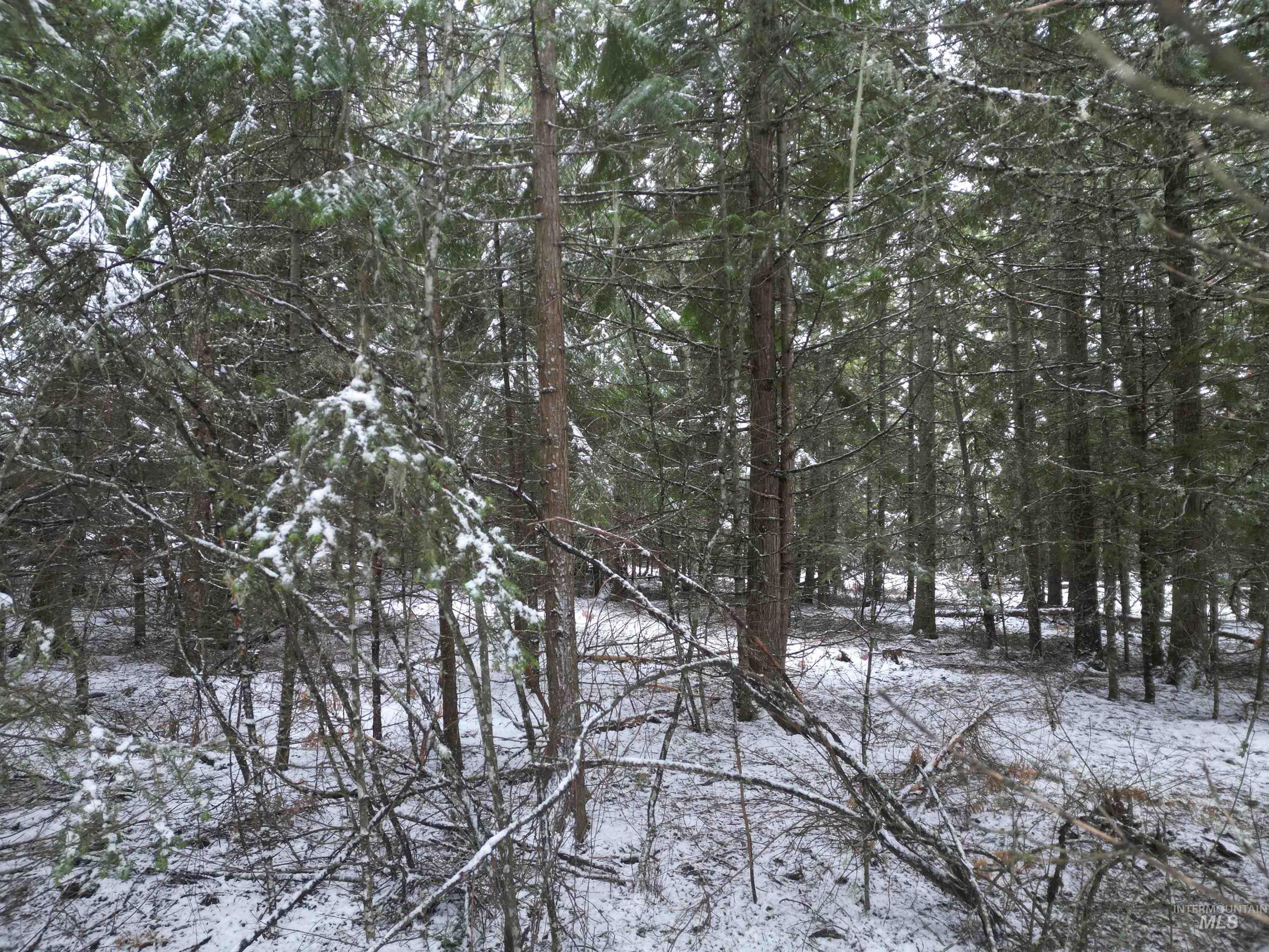 80 Bugling Elk Lane, Weippe, Idaho 83553, Land For Sale, Price $54,900,MLS 98975230