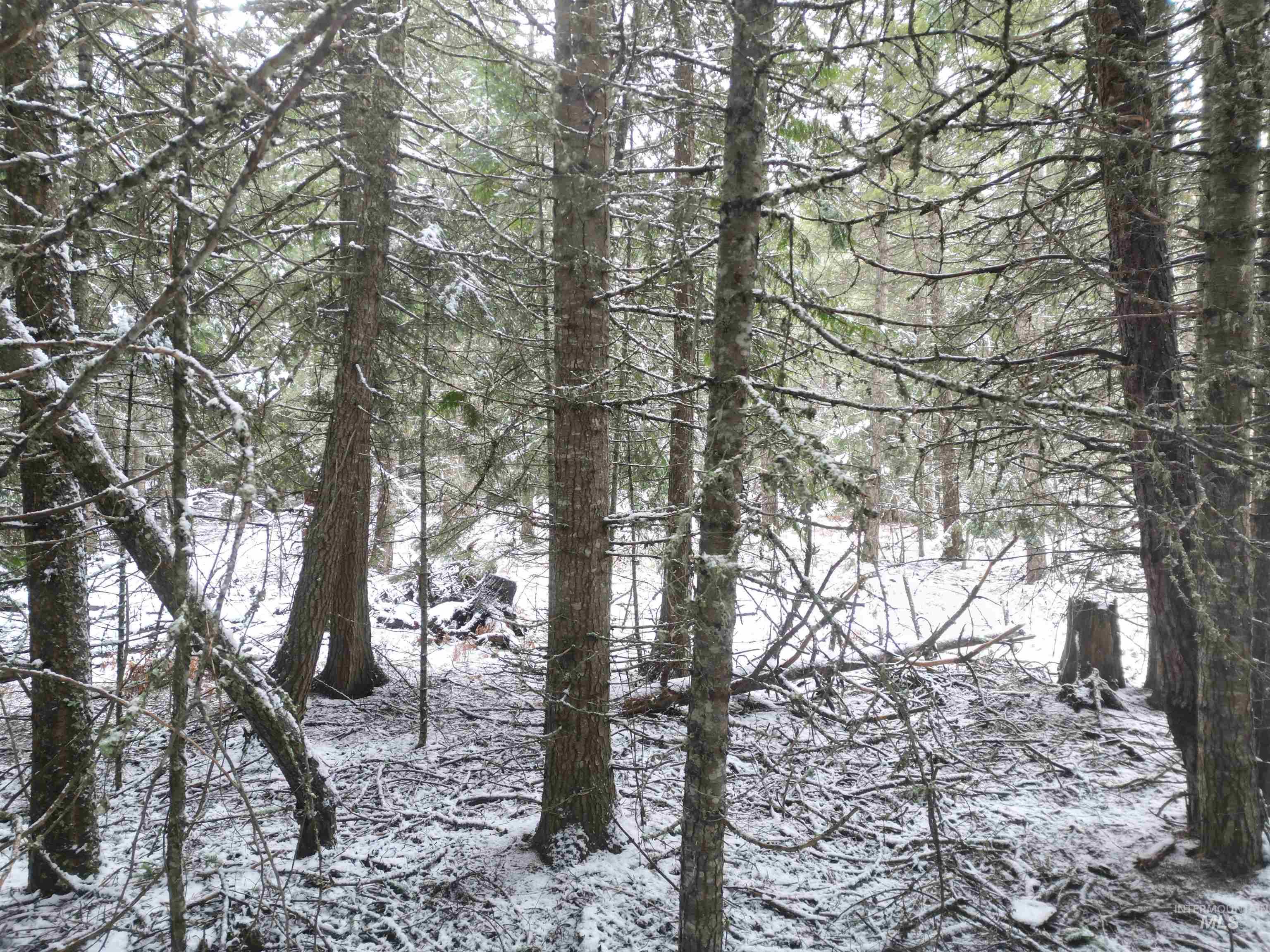 80 Bugling Elk Lane, Weippe, Idaho 83553, Land For Sale, Price $54,900,MLS 98975230