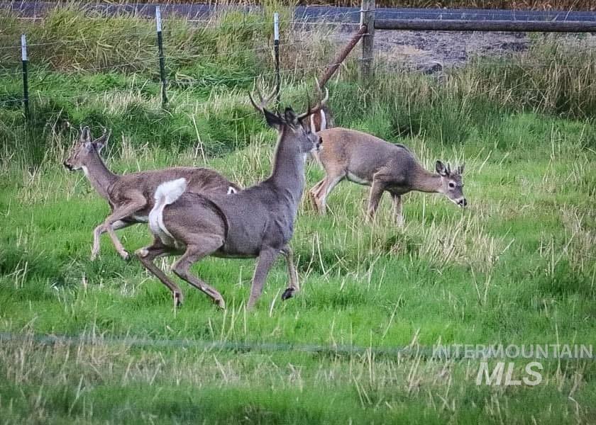 437 Clear Creek Rd, Kooskia, Idaho 83539, 2 Bedrooms, 2 Bathrooms, Residential For Sale, Price $735,000, 98975299