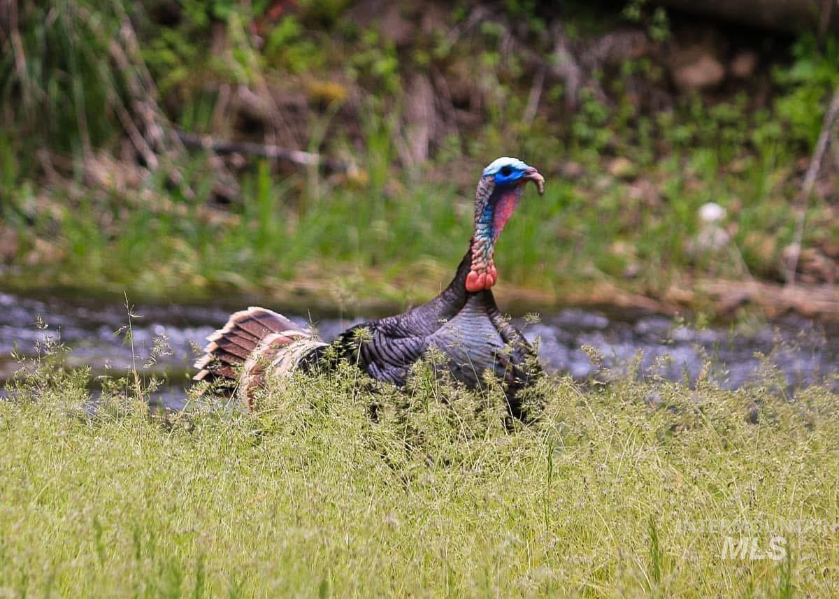437 Clear Creek Rd, Kooskia, Idaho 83539, 2 Bedrooms, 2 Bathrooms, Residential For Sale, Price $735,000, 98975299