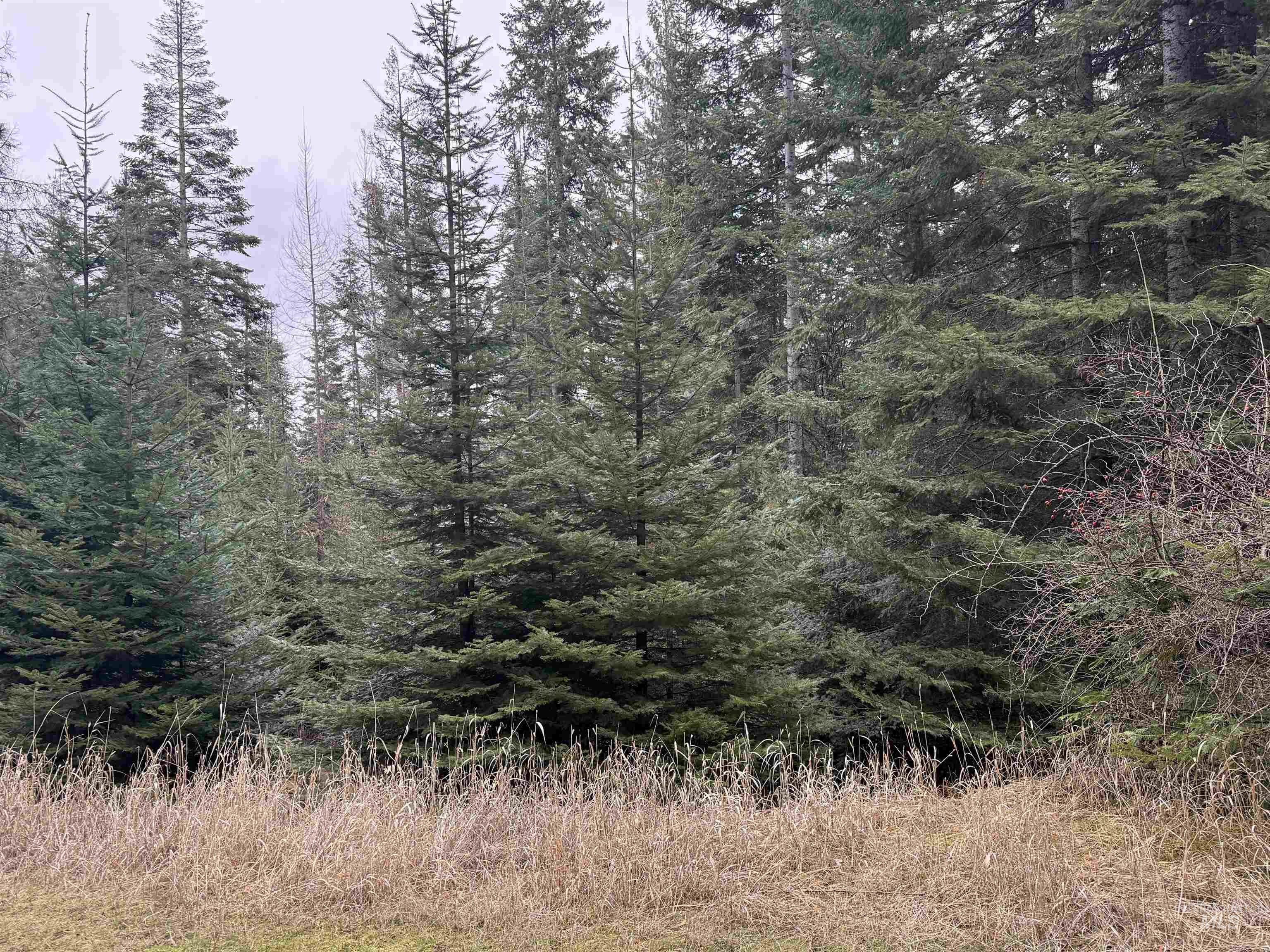 TBD Janice Dr, Worley, Idaho 83876, Land For Sale, Price $170,000,MLS 98975392