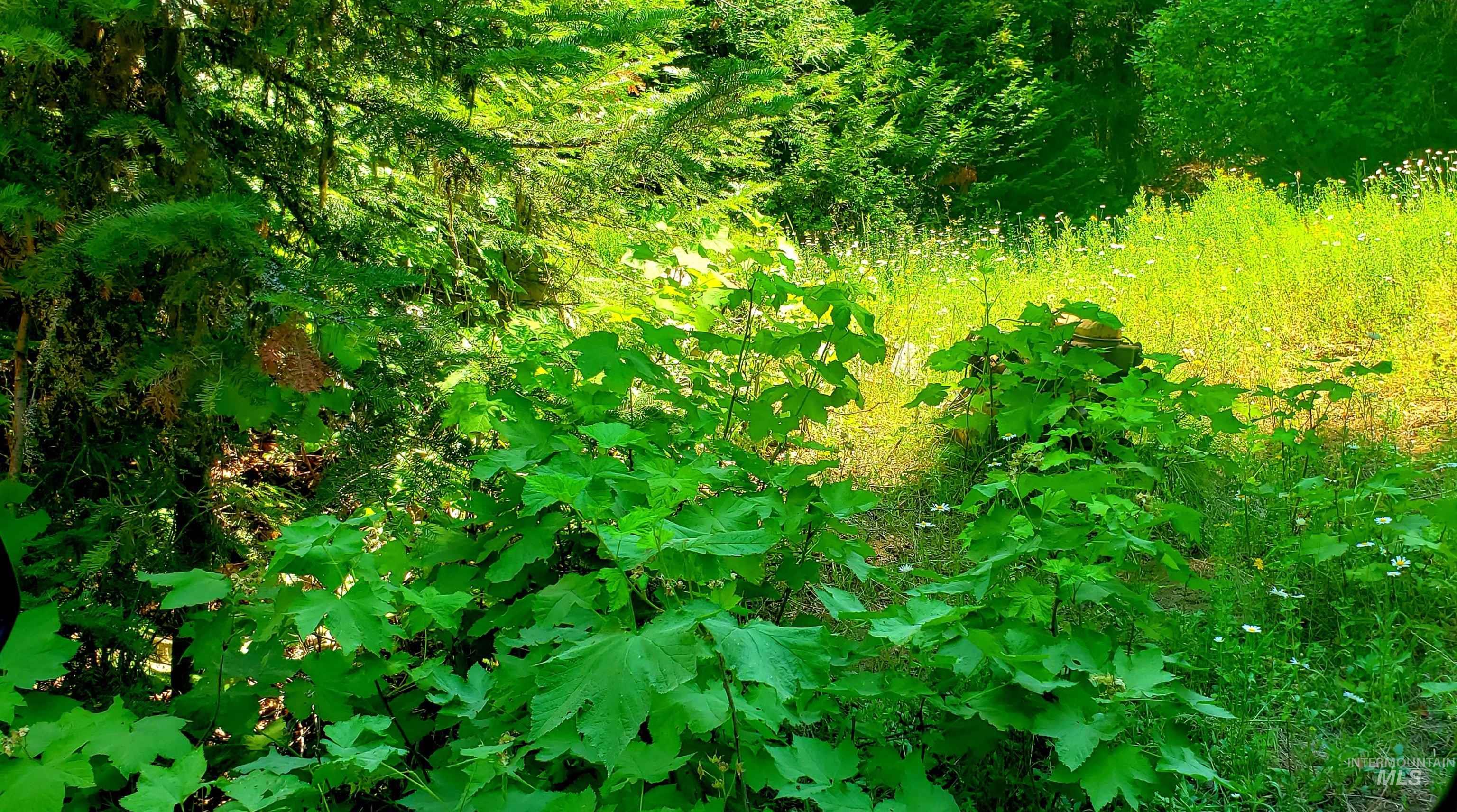 80 E Ridge Dr., St. Maries, Idaho 83861, Land For Sale, Price $69,000,MLS 98975413