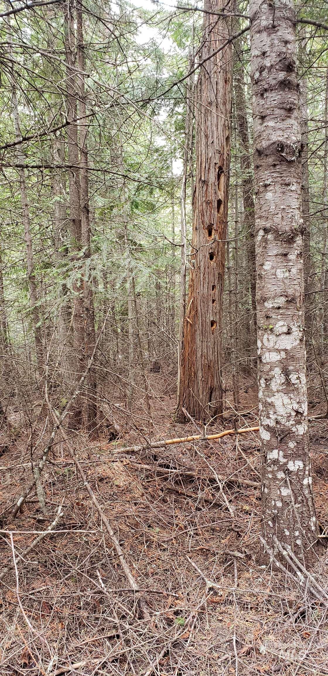 80 E Ridge Dr., St. Maries, Idaho 83861, Land For Sale, Price $69,000,MLS 98975413