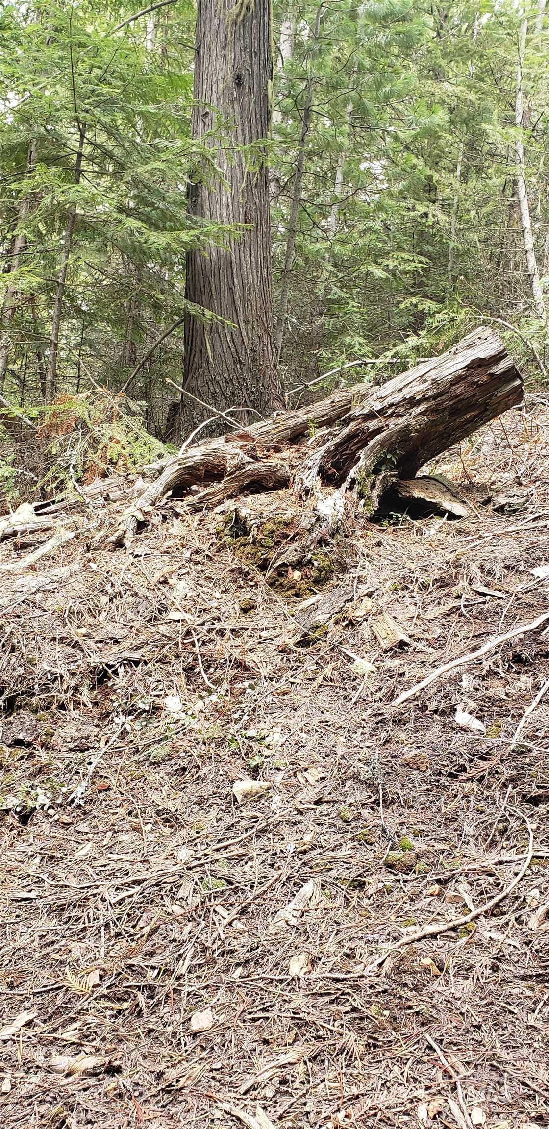 80 E Ridge Dr., St. Maries, Idaho 83861, Land For Sale, Price $69,000,MLS 98975413