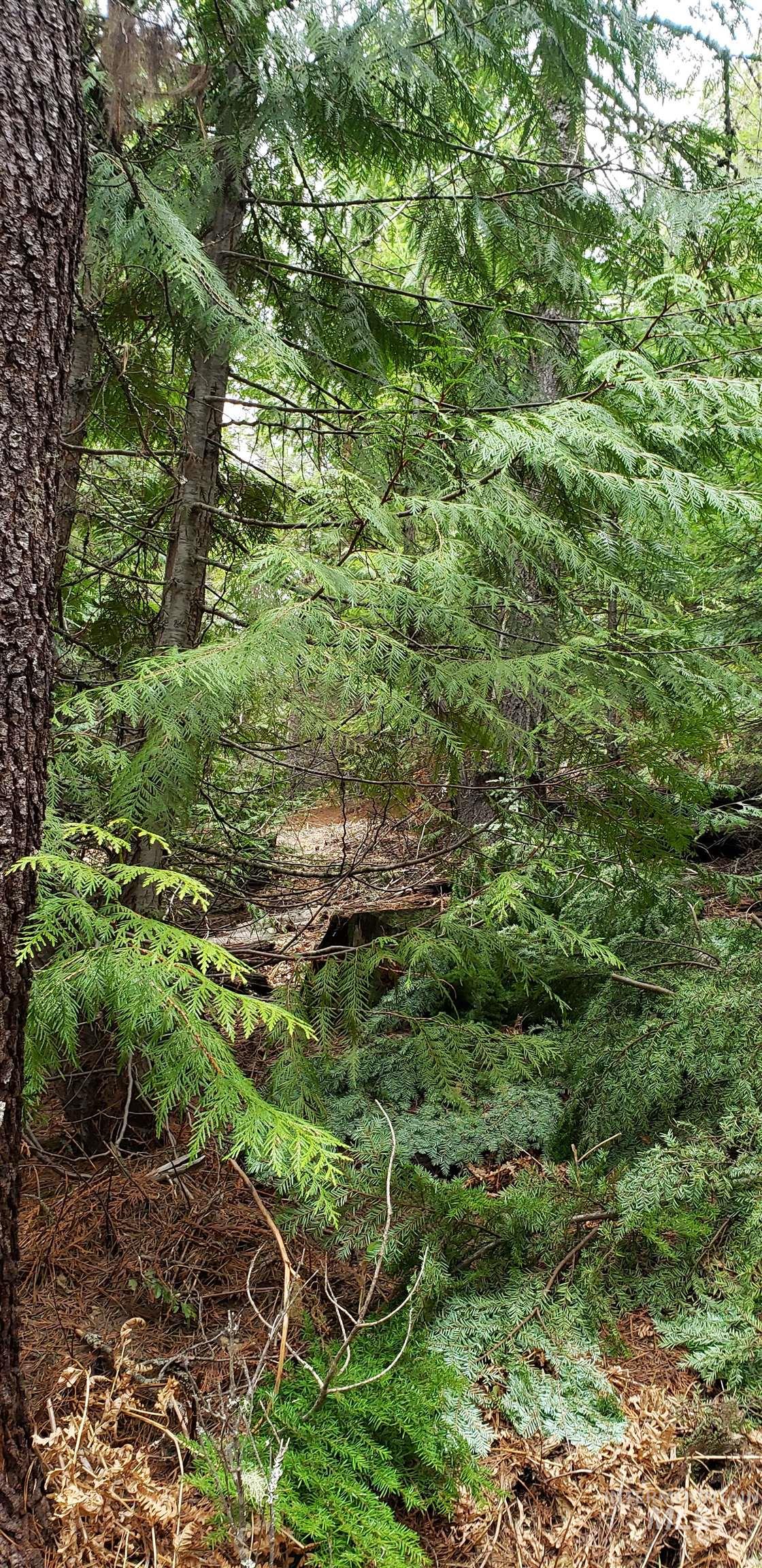 80 E Ridge Dr., St. Maries, Idaho 83861, Land For Sale, Price $69,000,MLS 98975413