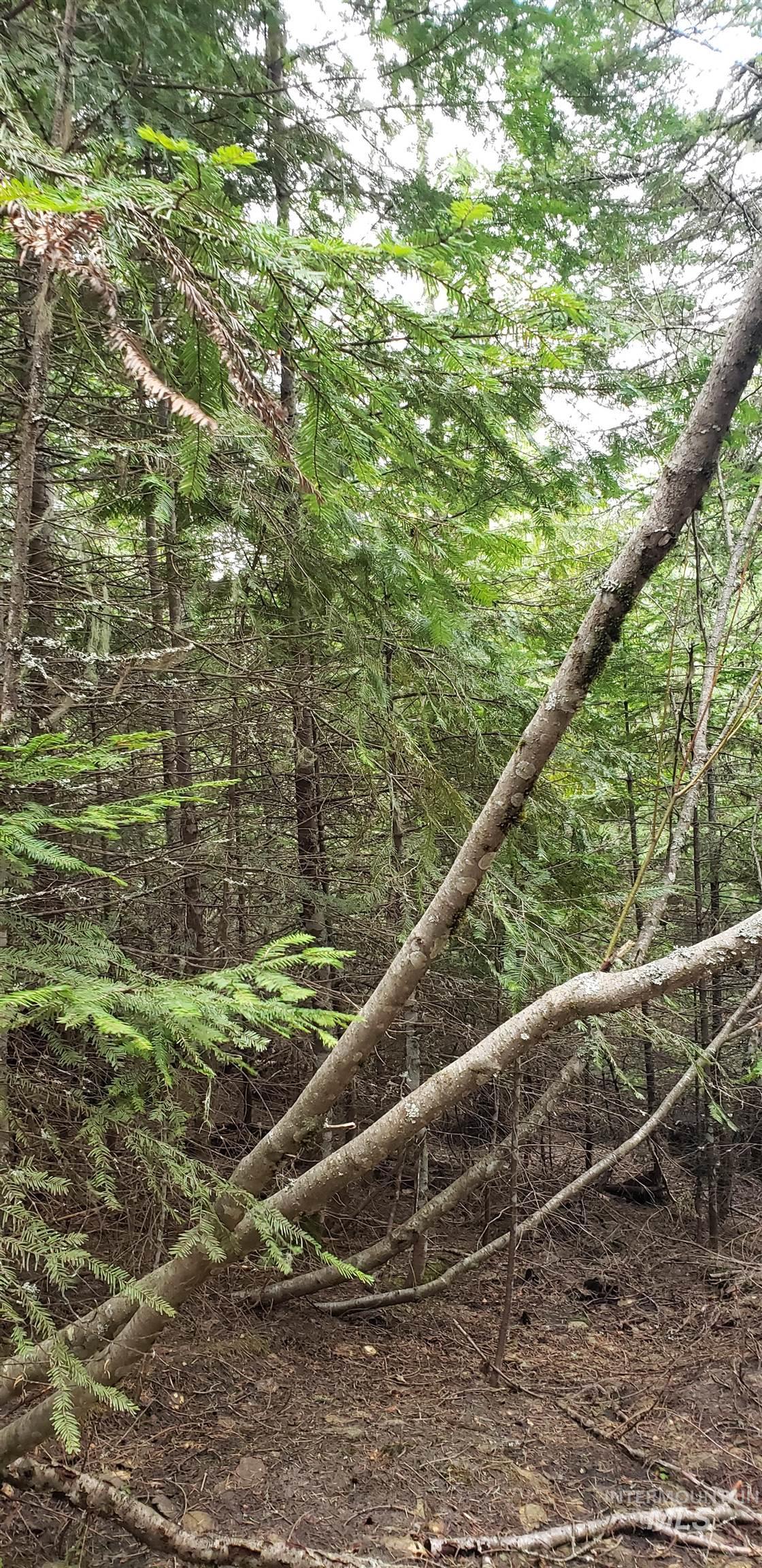 80 E Ridge Dr., St. Maries, Idaho 83861, Land For Sale, Price $69,000,MLS 98975413