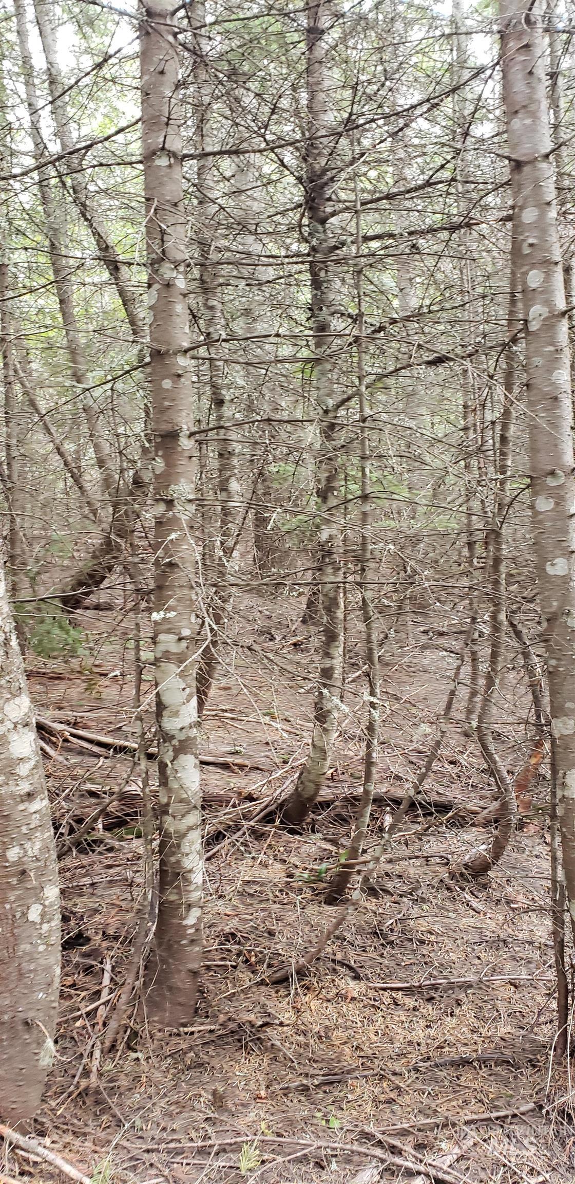 80 E Ridge Dr., St. Maries, Idaho 83861, Land For Sale, Price $69,000,MLS 98975413