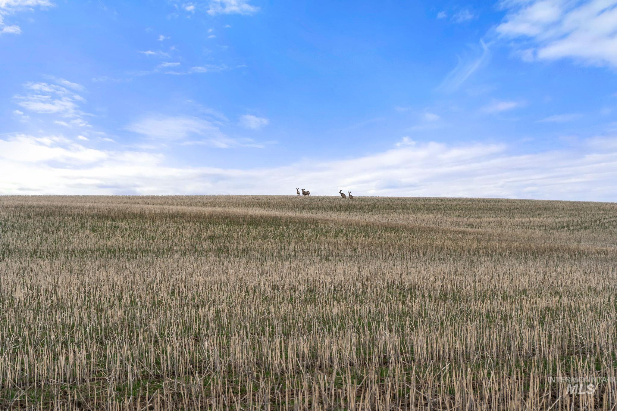 2326 Reubens Road, Reubens, Idaho 83548, Land For Sale, Price $1,299,000,MLS 98975689