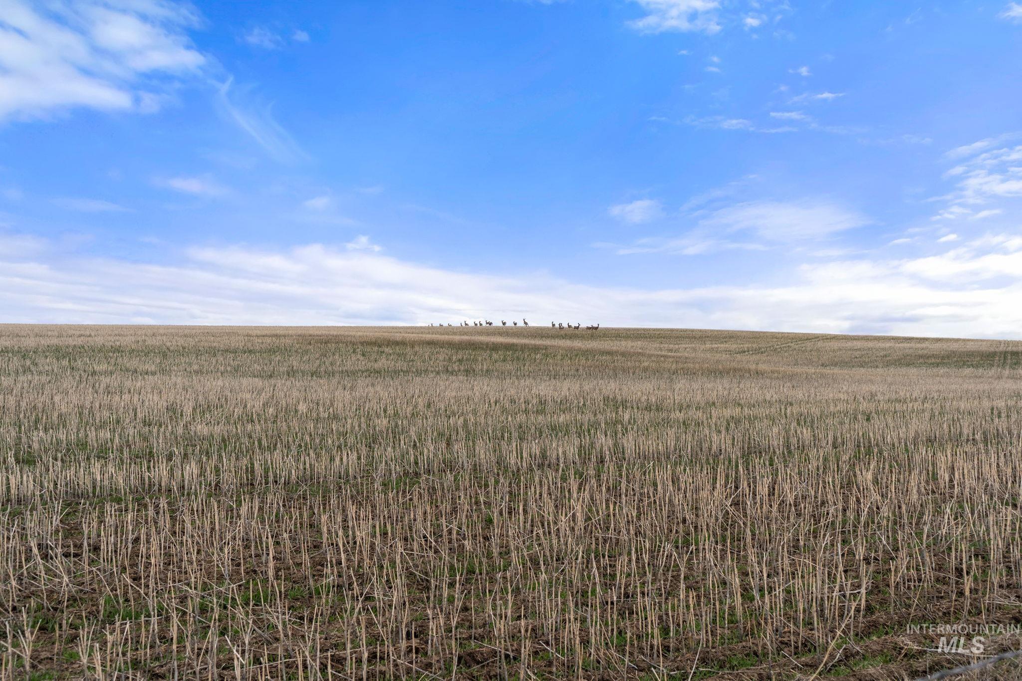 2326 Reubens Road, Reubens, Idaho 83548, Farm & Ranch For Sale, Price $1,299,000,MLS 98975690