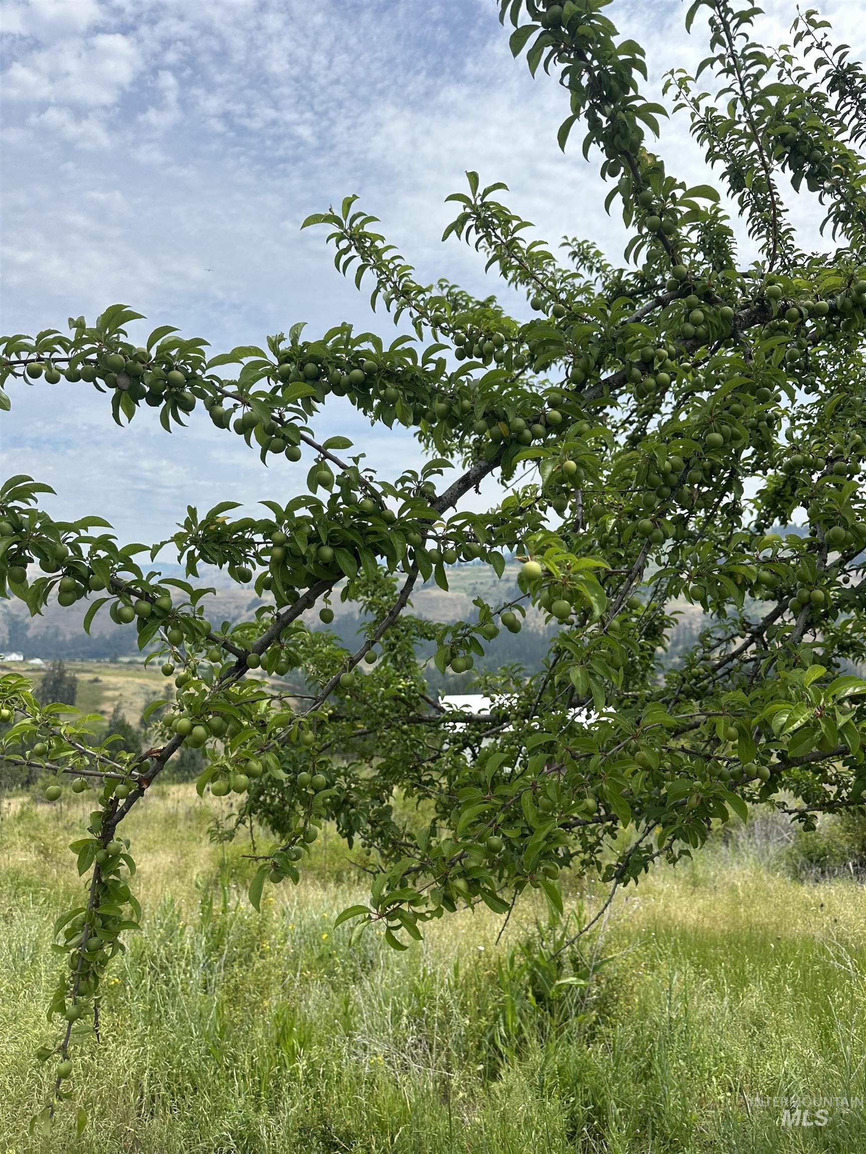 TBD Canyon Dr, Kooskia, Idaho 83539, Land For Sale, Price $68,000,MLS 98975771