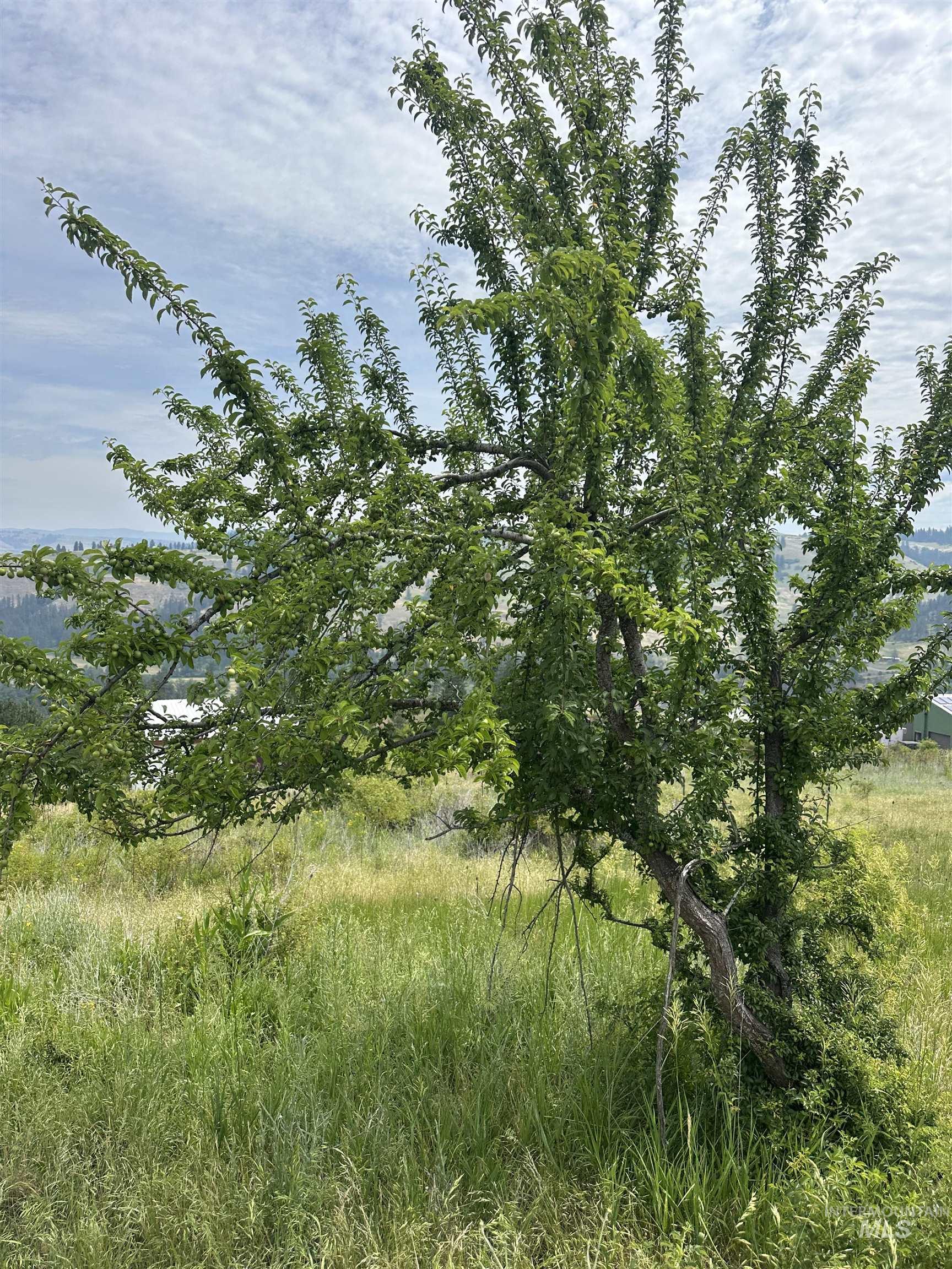 TBD Canyon Dr, Kooskia, Idaho 83539, Land For Sale, Price $68,000,MLS 98975771