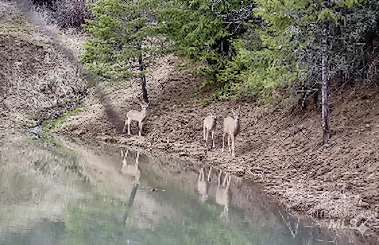 993 Norton Knob Ln, Orofino, Idaho 83544, Land For Sale, Price $230,000,MLS 98975801