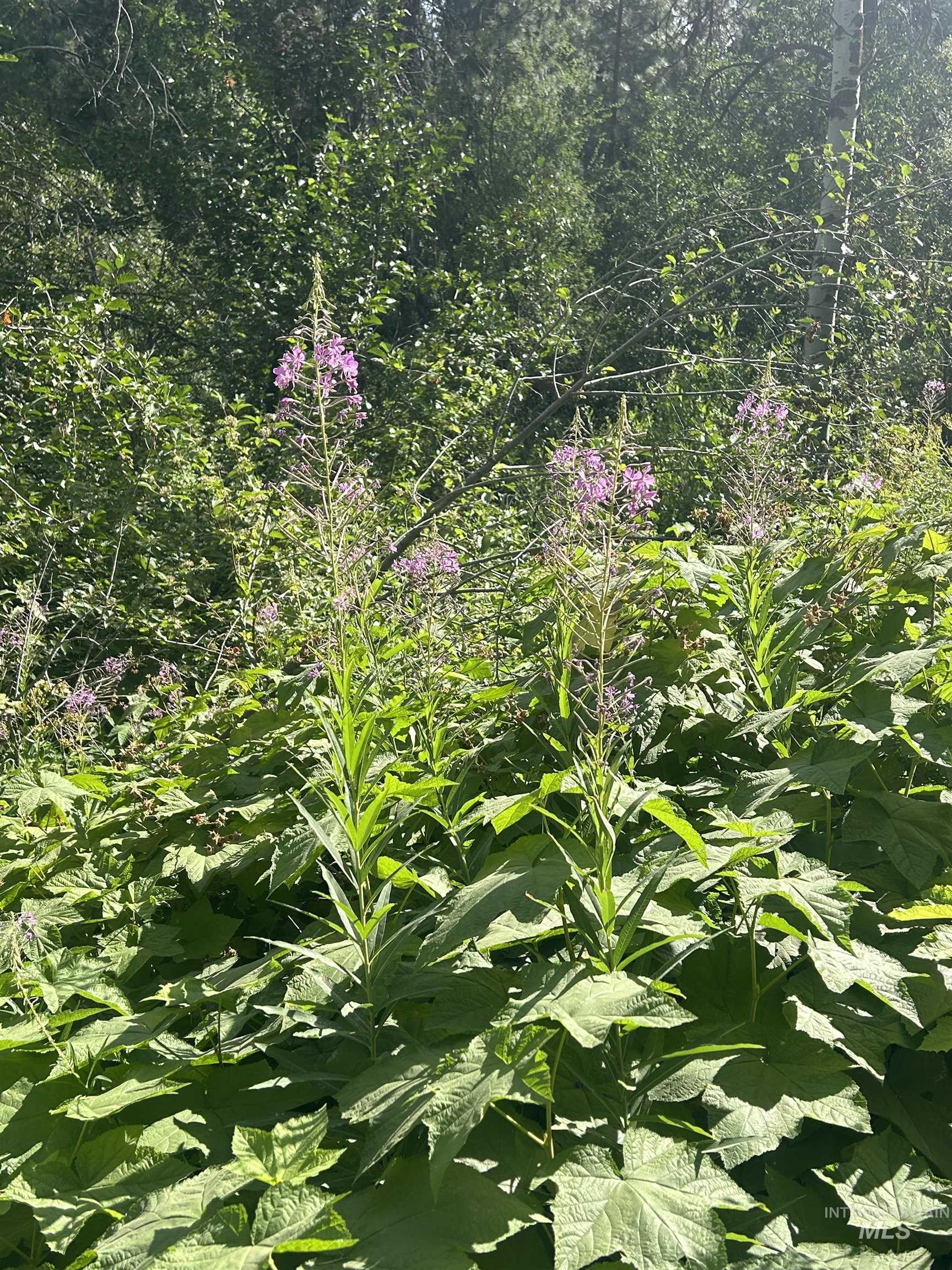 Lot 165b Johnson Creek, Boise, Idaho 83716, Land For Sale, Price $134,000,MLS 98975889