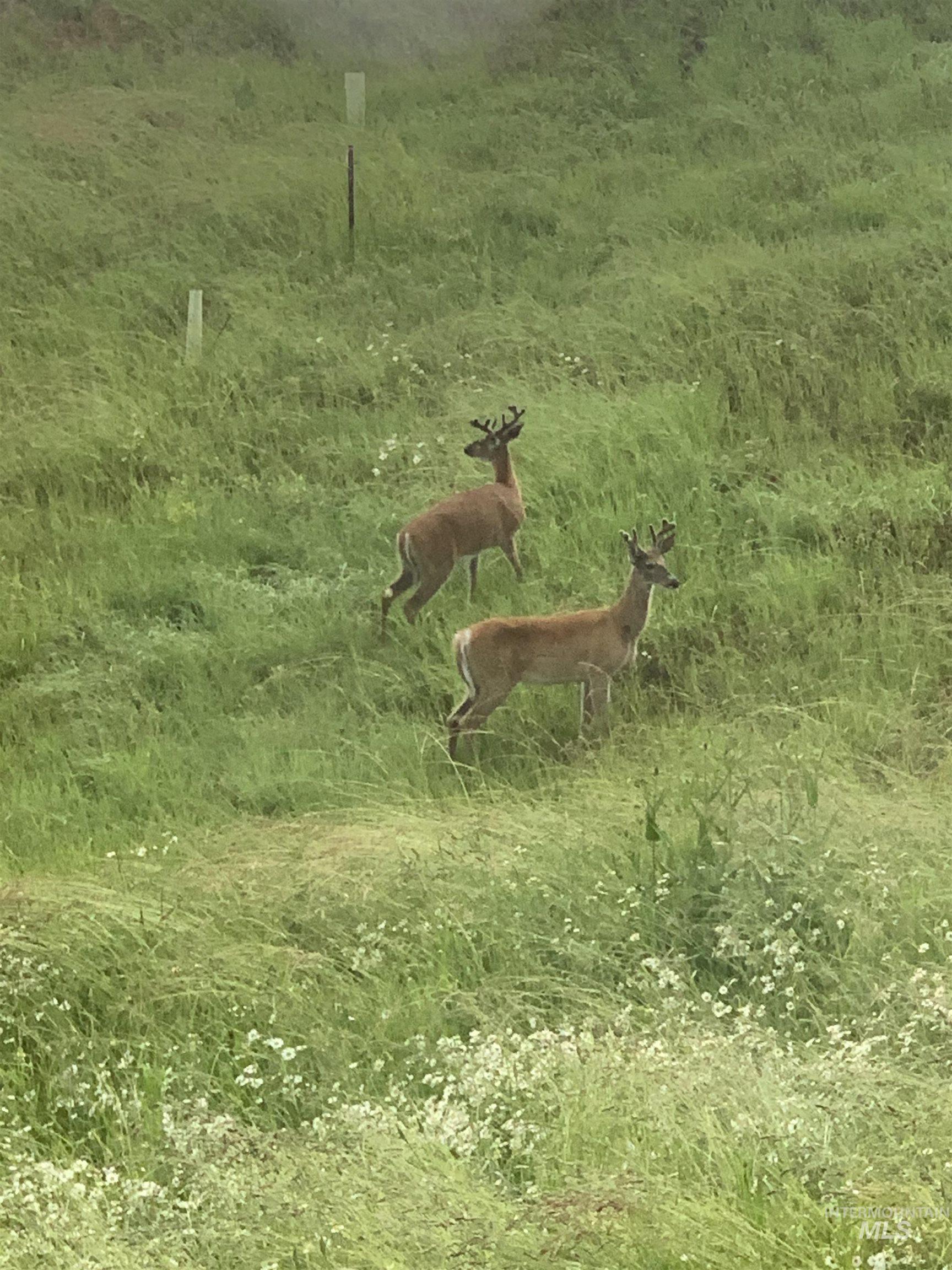 TBD Shenandoah First Street, Kamiah, Idaho 83536, Land For Sale, Price $139,000,MLS 98976485