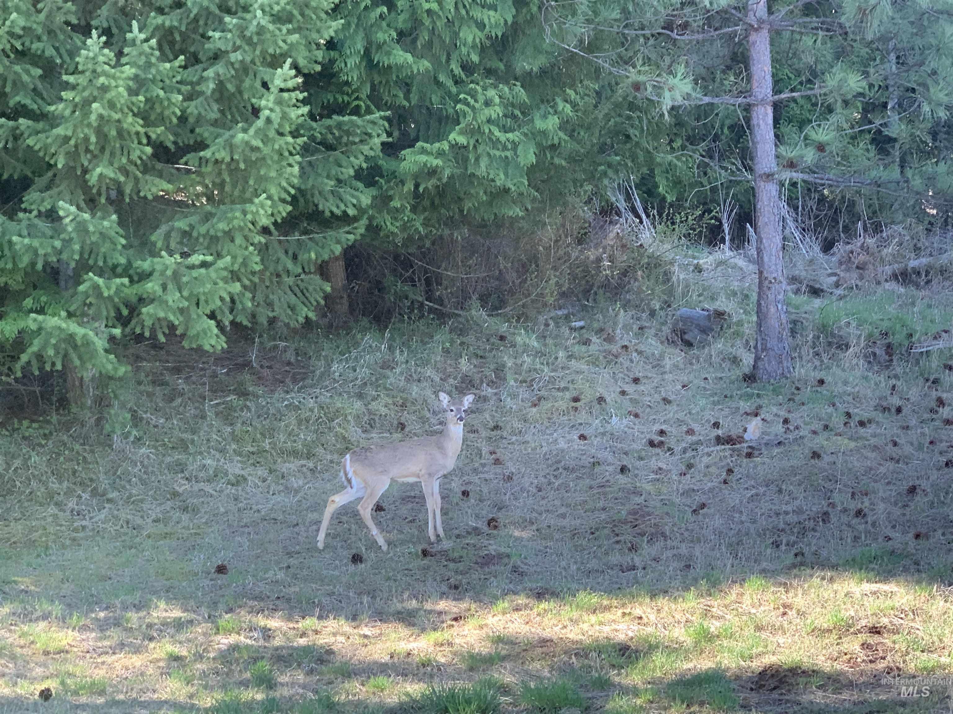 TBD Shenandoah First Street, Kamiah, Idaho 83536, Land For Sale, Price $139,000,MLS 98976485