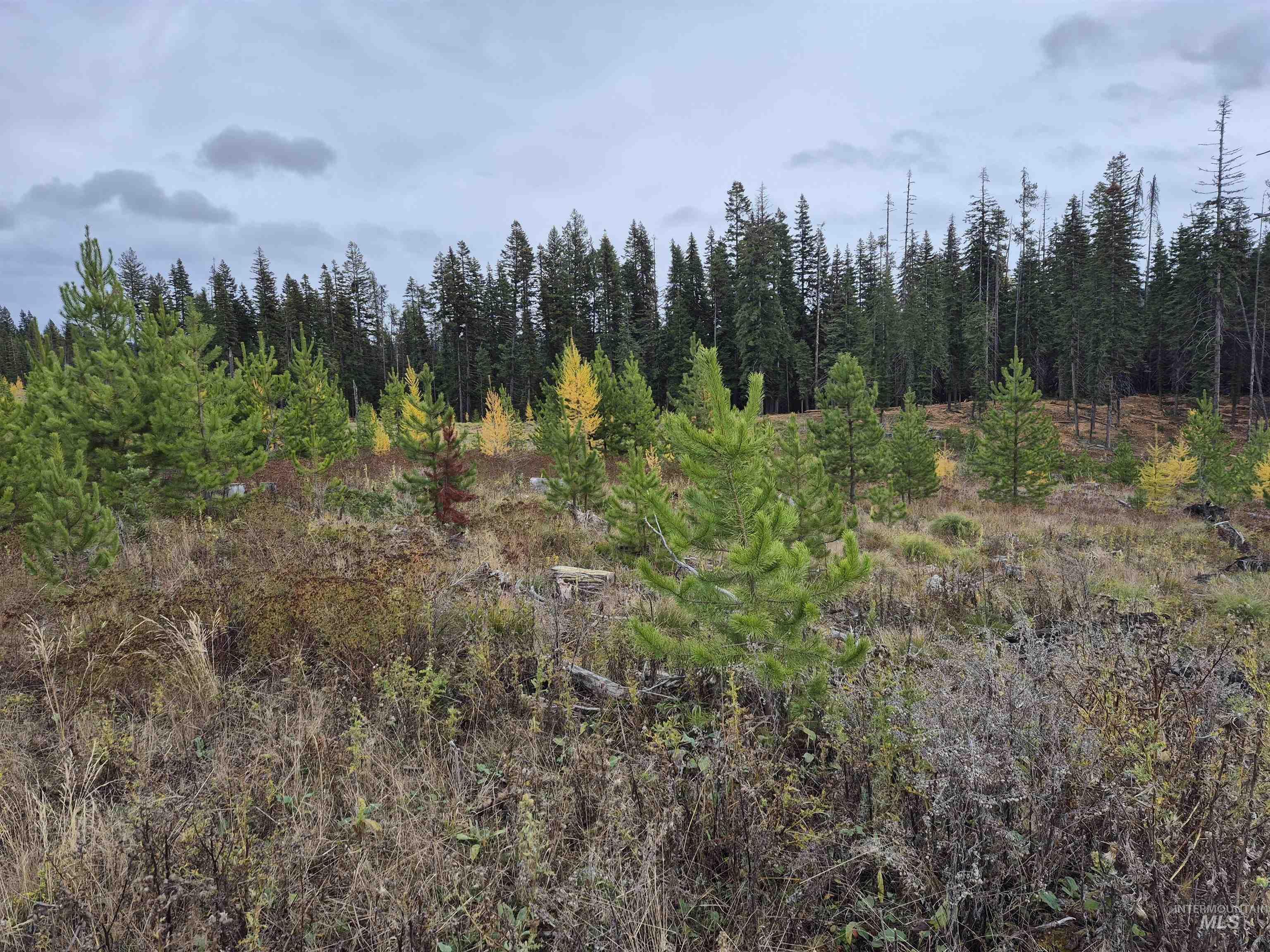 TBD French Gulch Parcel 3, Elk City, Idaho 83525, Land For Sale, Price $269,000, 98976531