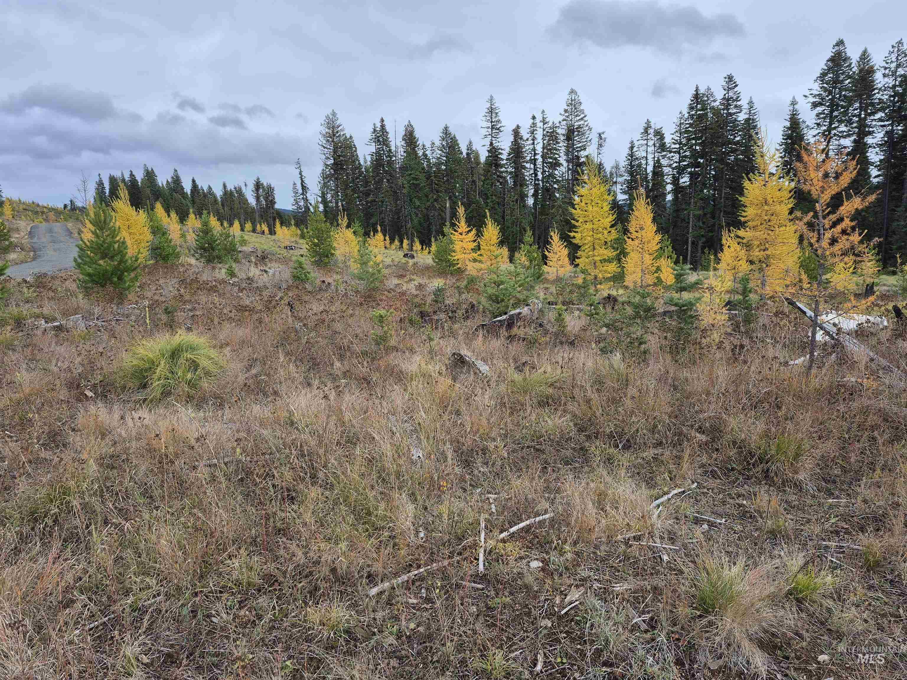 TBD French Gulch Parcel 3, Elk City, Idaho 83525, Land For Sale, Price $269,000, 98976531