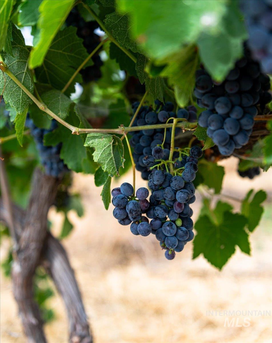 24013 Arena Valley Rd, Parma, Idaho 83660, 3 Bedrooms, 2 Bathrooms, Farm & Ranch For Sale, Price $1,900,000,MLS 98976622