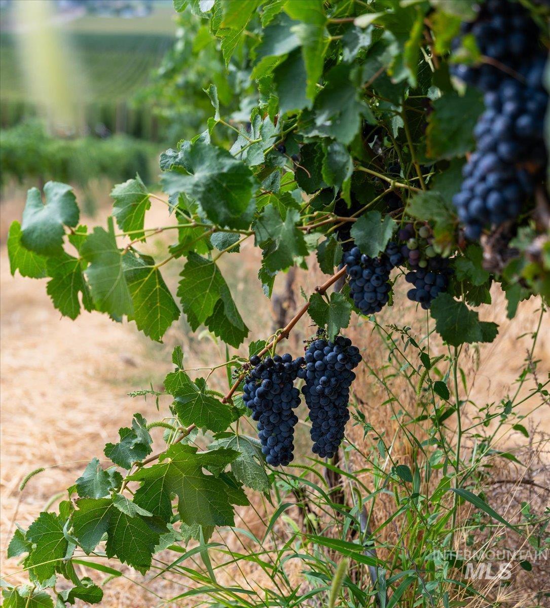 24013 Arena Valley Rd., Parma, Idaho 83660, 3 Bedrooms, 2 Bathrooms, Residential For Sale, Price $1,900,000, 98976623