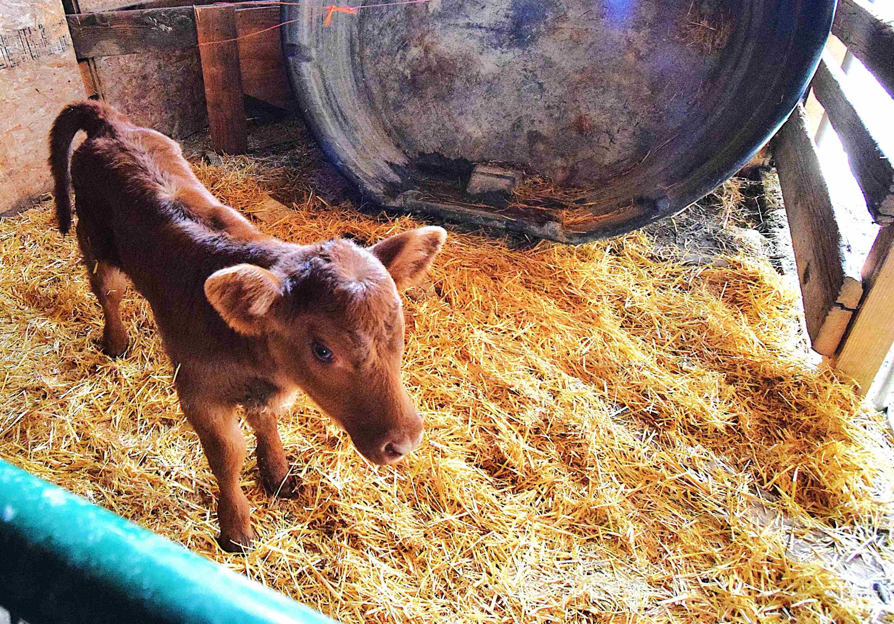 5367 Sand Hollow Rd, New Plymouth, Idaho 83655, 4 Bedrooms, 2 Bathrooms, Farm & Ranch For Sale, Price $875,000,MLS 98976638