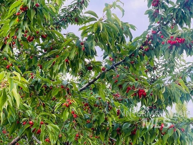 3816 Ringneck Dr, Nampa, Idaho 83686, 4 Bedrooms, 3 Bathrooms, Residential For Sale, Price $589,000,MLS 98976684