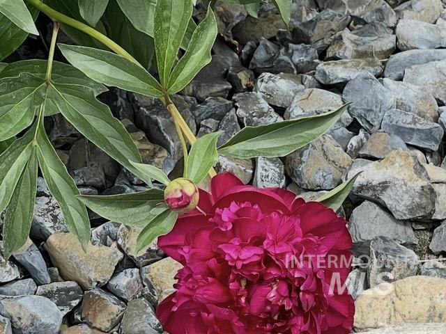 3816 Ringneck Dr, Nampa, Idaho 83686, 4 Bedrooms, 3 Bathrooms, Residential For Sale, Price $589,000,MLS 98976684