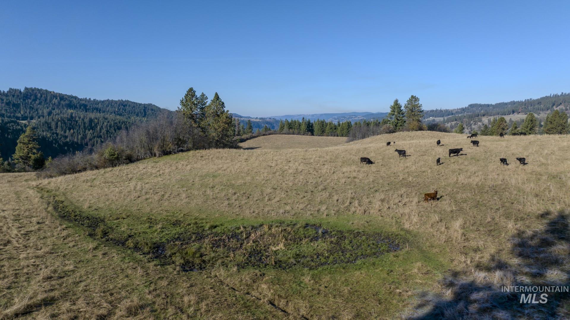 NKA 320acs Summer Rd, Orofino, Idaho 83544, Land For Sale, Price $1,950,000,MLS 98976725