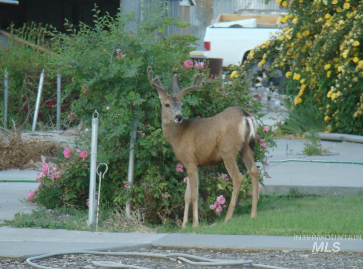 145 N Lincoln, Oakley, Idaho 83346, 2 Bedrooms, 1 Bathroom, Residential For Sale, Price $350,000,MLS 98976954