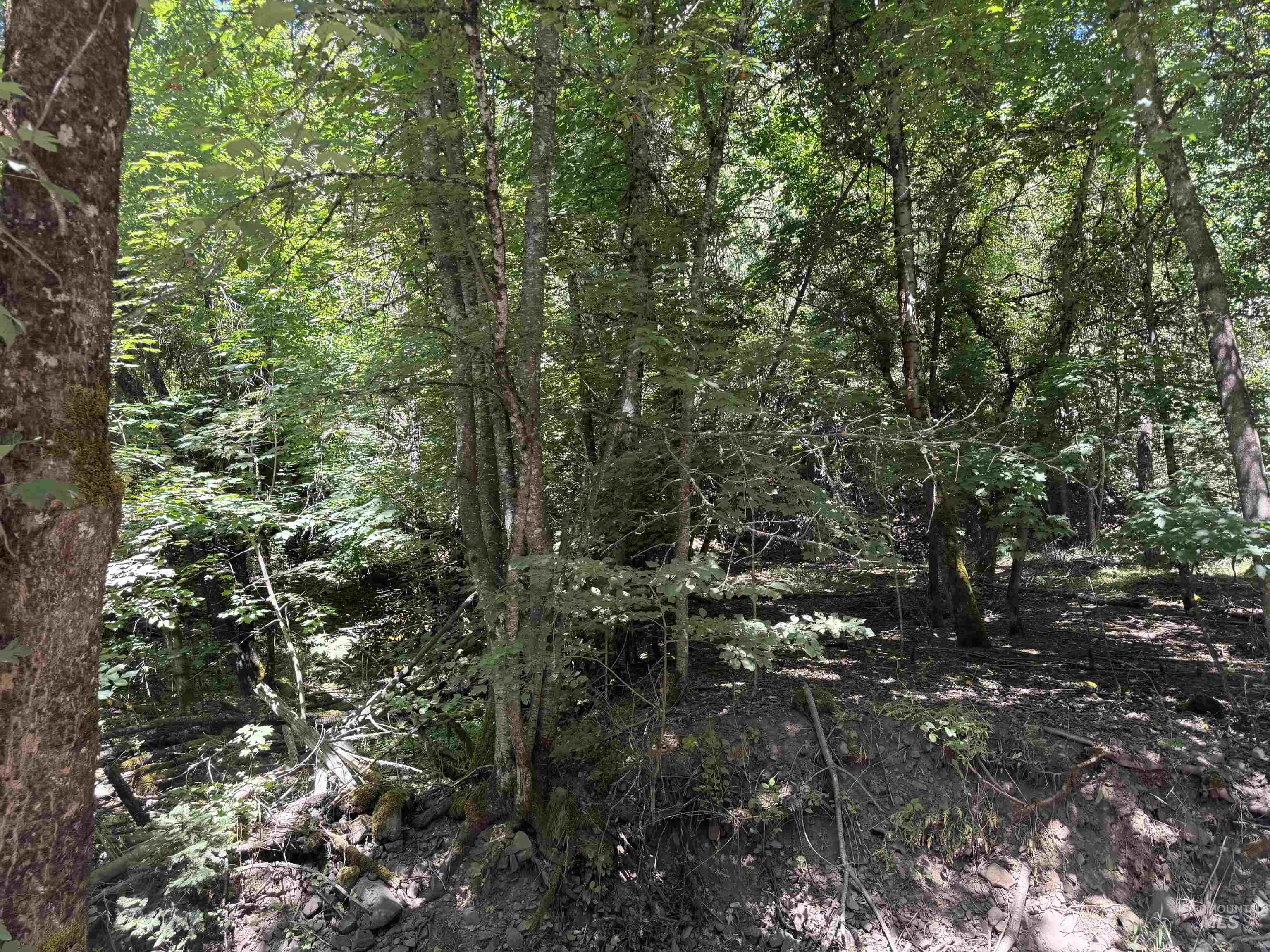 187 Deer Creek Rd, Orofino, Idaho 83544, Land For Sale, Price $45,000,MLS 98977208