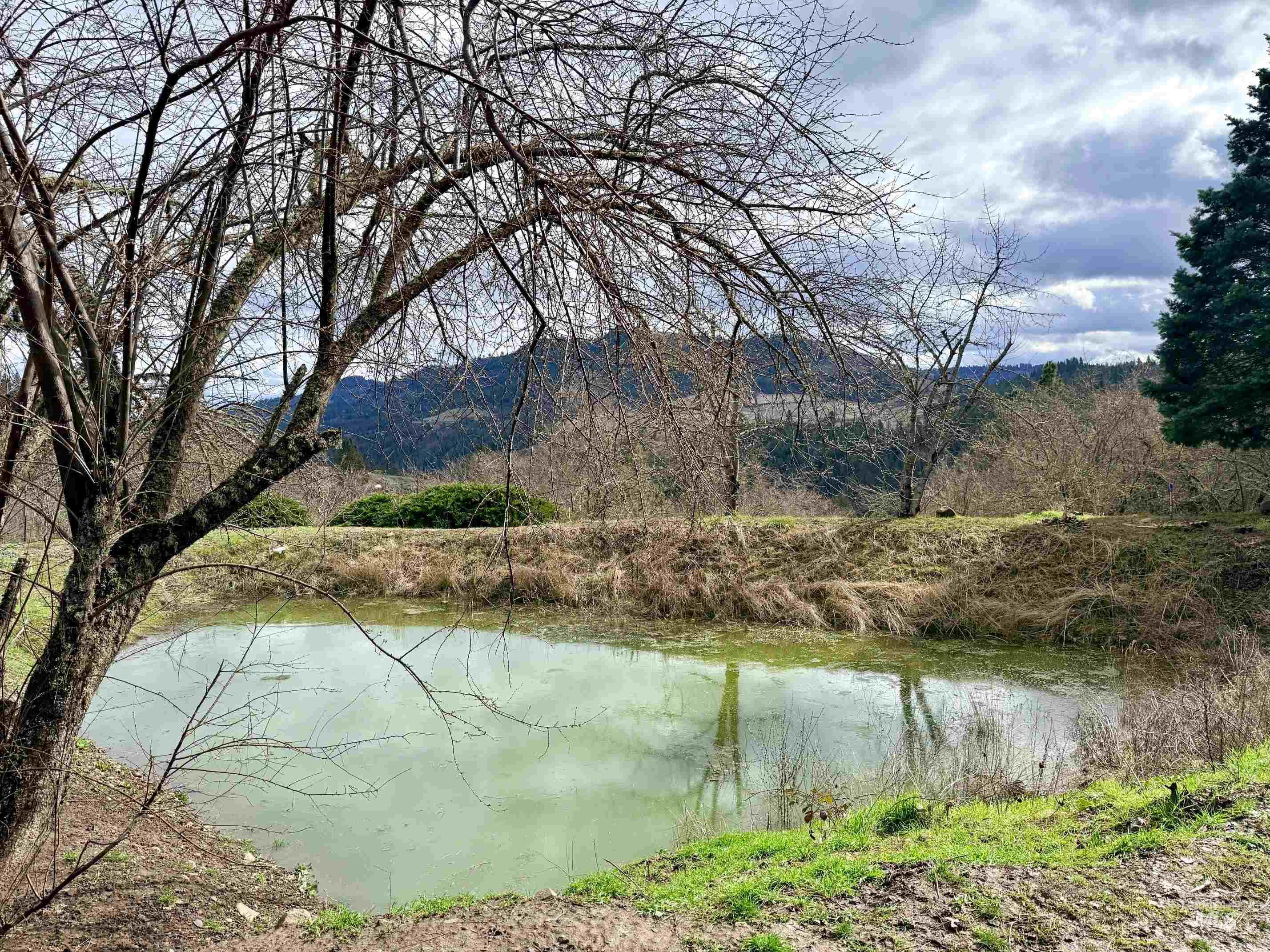 620 Old Peck Grade, Lenore, Idaho 83541, Land For Sale, Price $300,000, 98977220