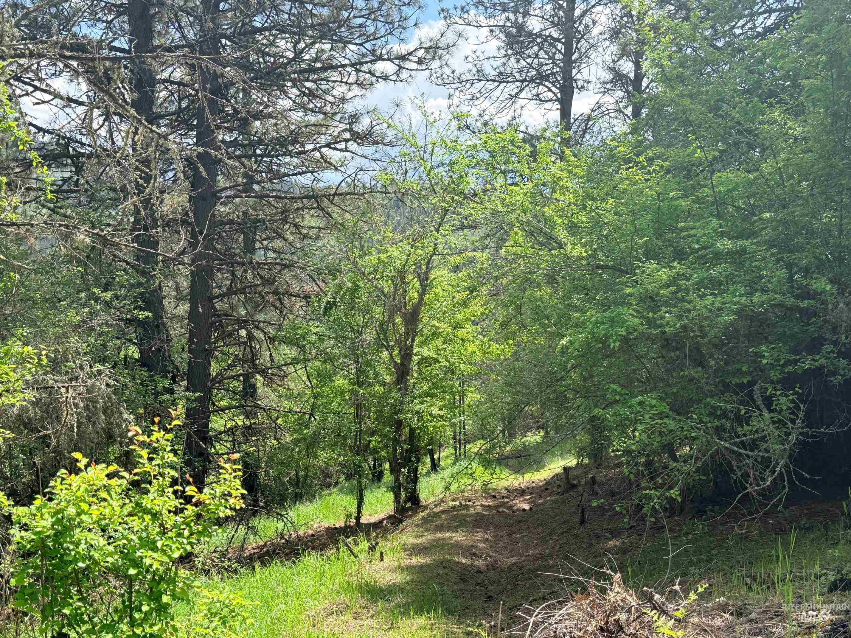 620 Old Peck Grade, Lenore, Idaho 83541, Land For Sale, Price $300,000, 98977220