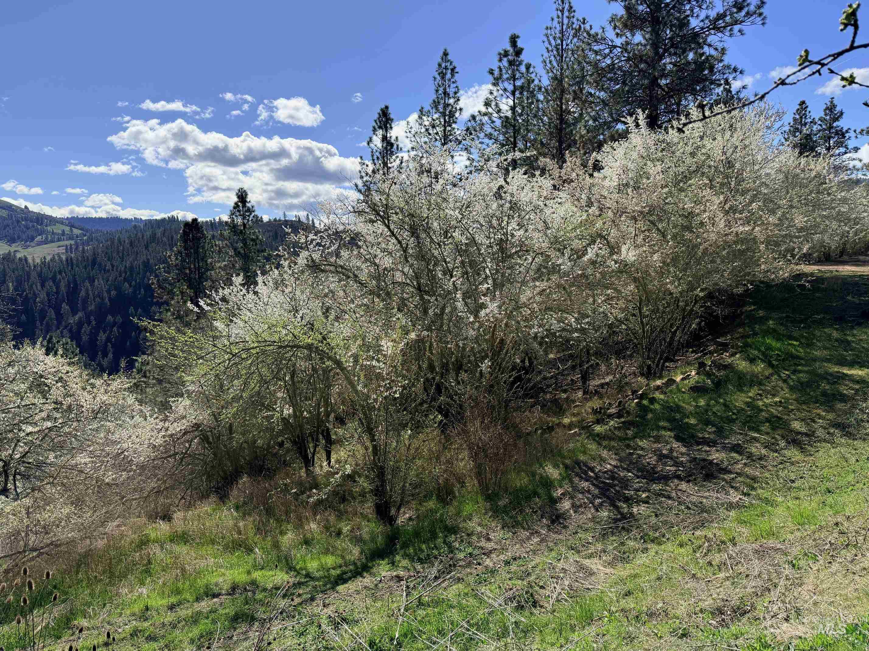 620 Old Peck Grade, Lenore, Idaho 83541, Land For Sale, Price $300,000, 98977220