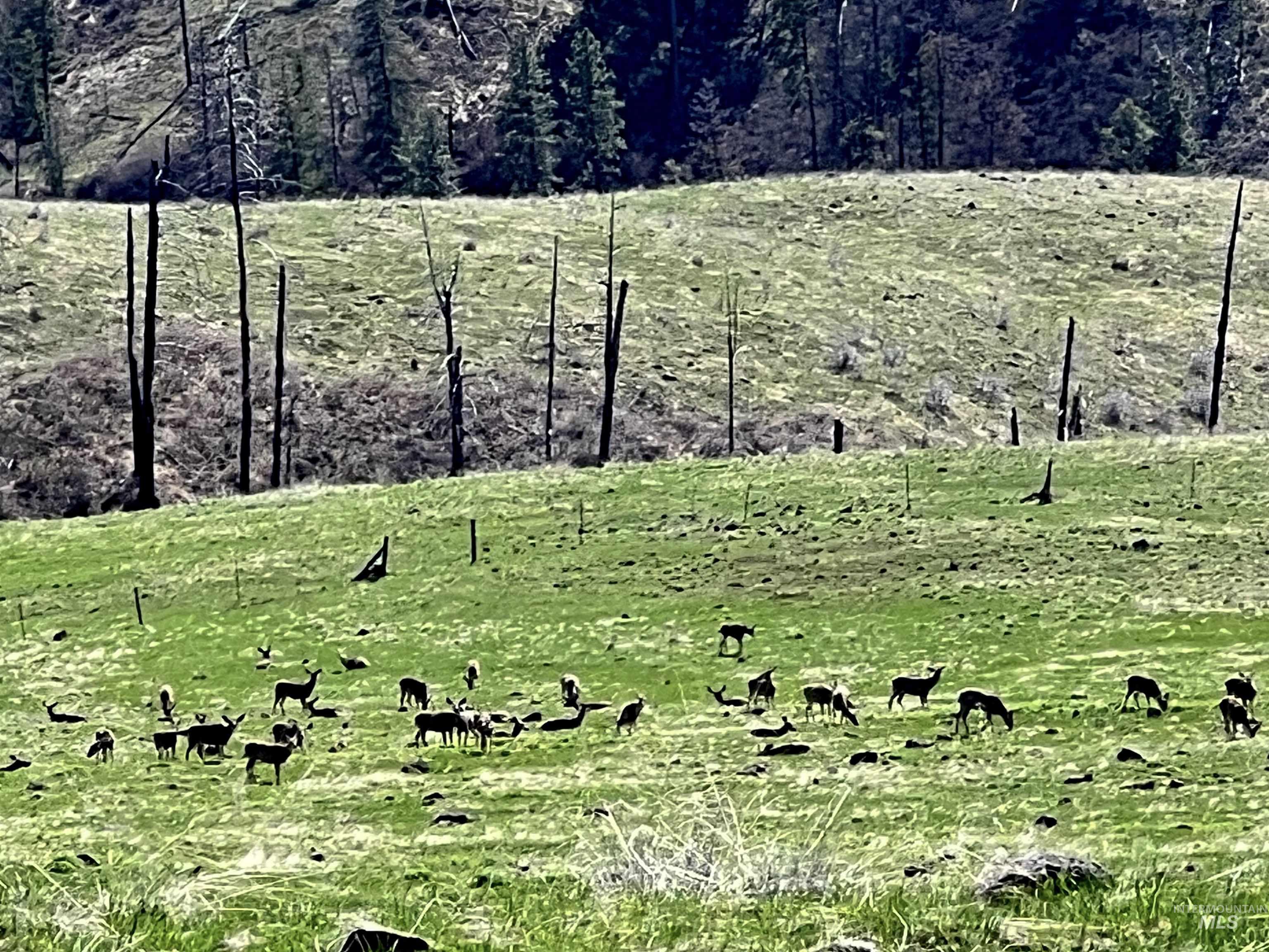 255 ac Fall Creek Road, Council, Idaho 83612, Land For Sale, Price $625,000, 98977502