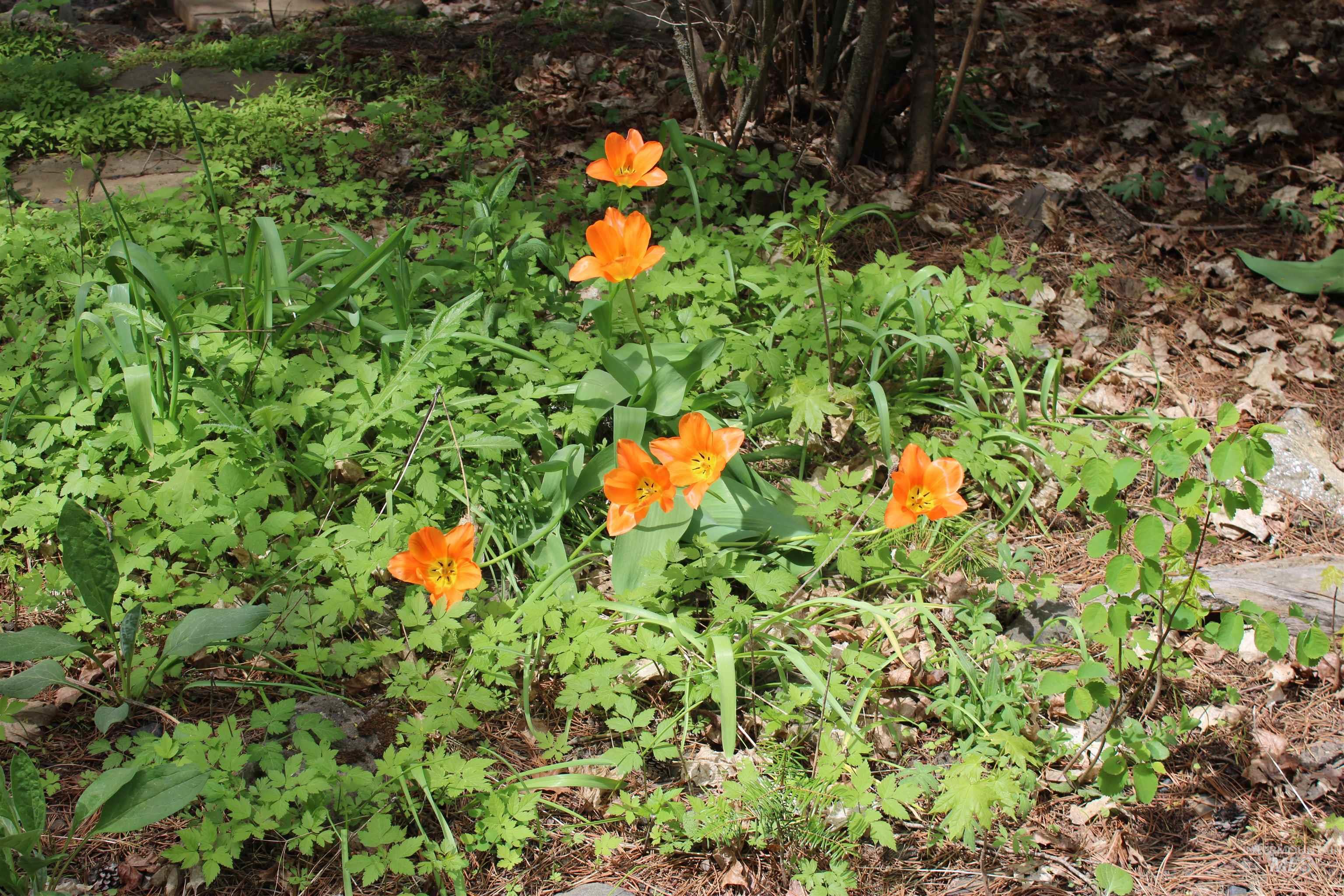 1021 Claypit Rd, Troy, Idaho 83871, 3 Bedrooms, 2 Bathrooms, Residential For Sale, Price $875,000,MLS 98978219