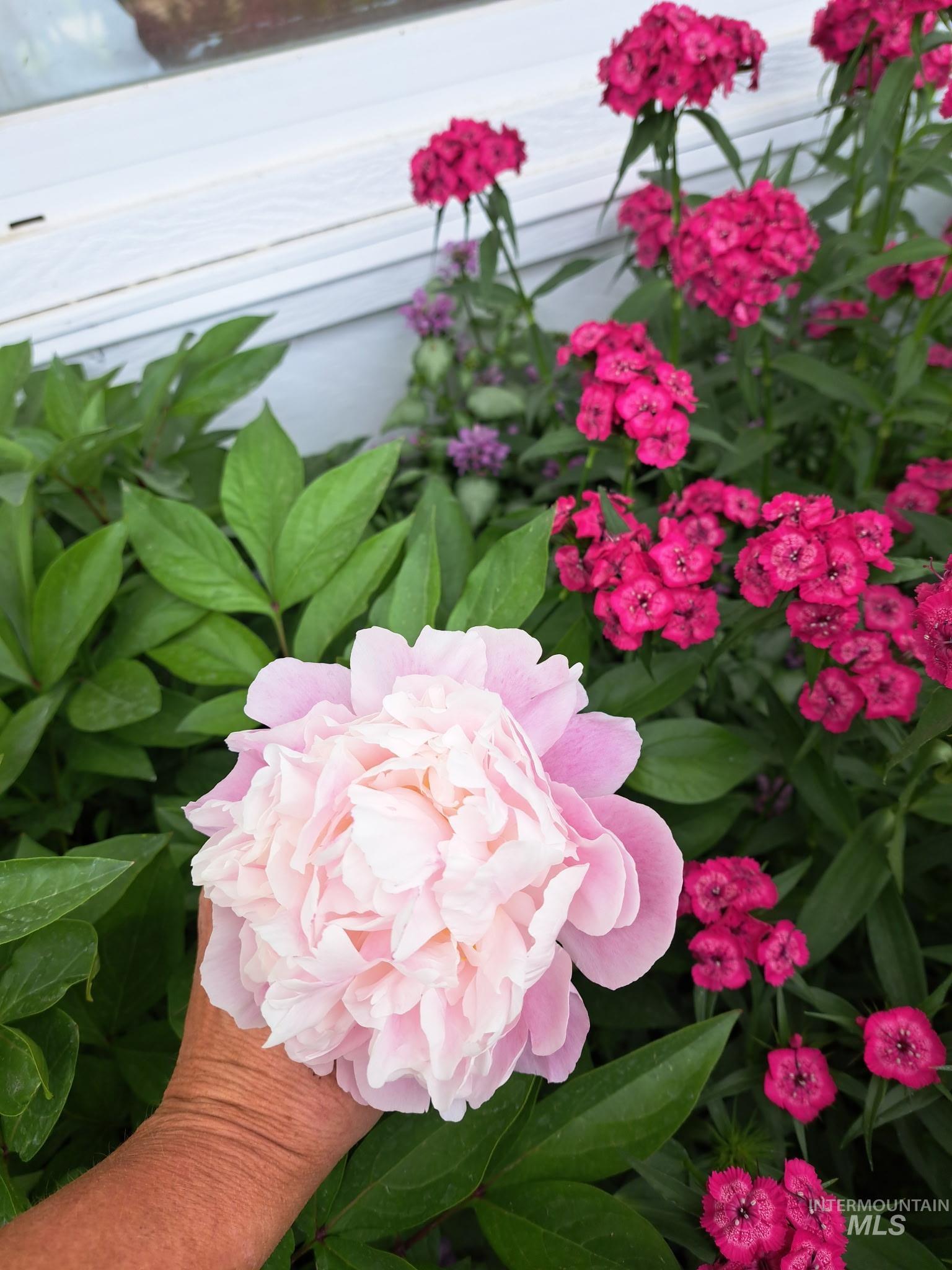 207 N Main St, Homedale, Idaho 83628, 3 Bedrooms, 1 Bathroom, Residential For Sale, Price $275,000,MLS 98978303