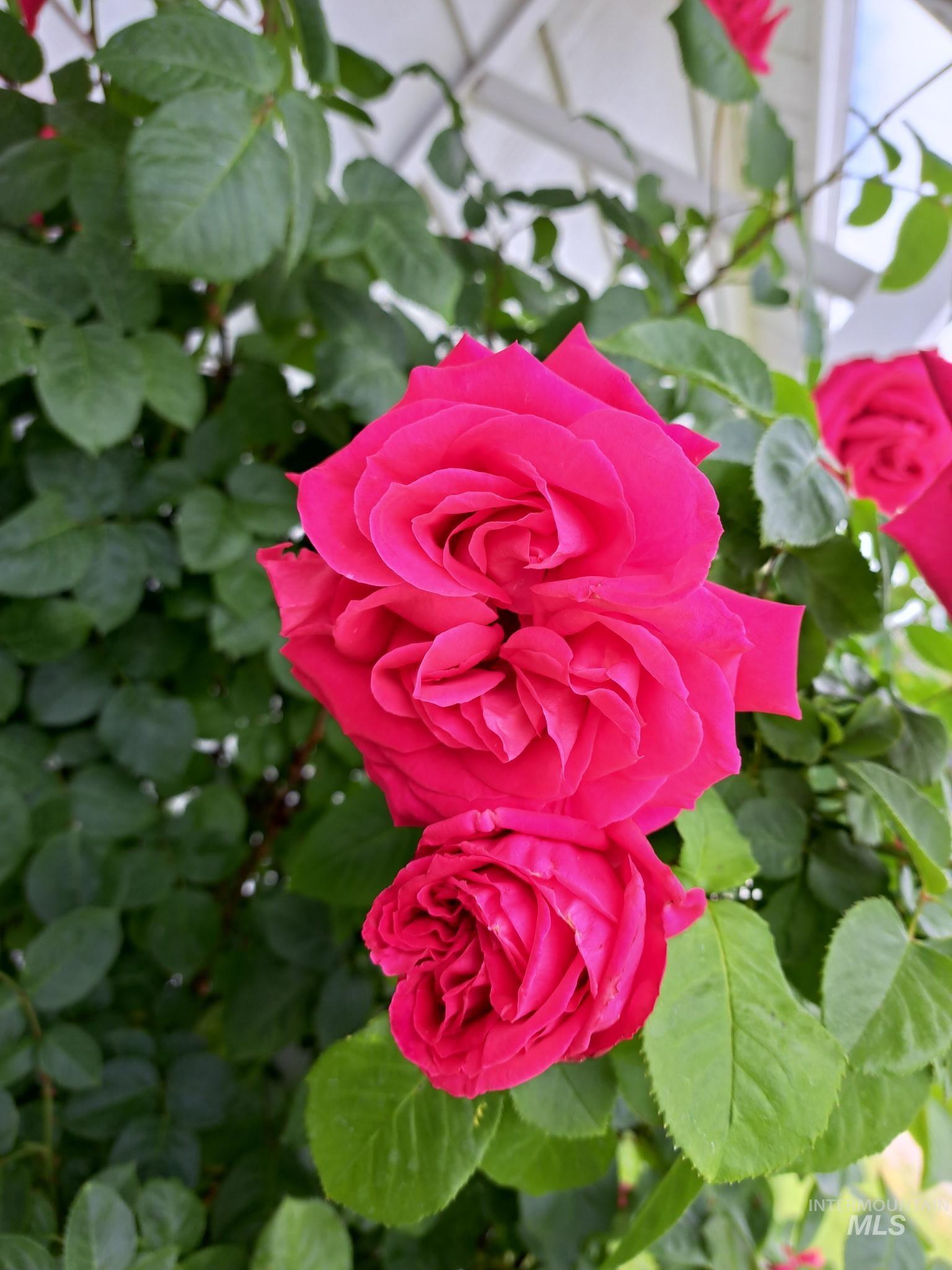 207 N Main St, Homedale, Idaho 83628, 3 Bedrooms, 1 Bathroom, Residential For Sale, Price $275,000,MLS 98978303