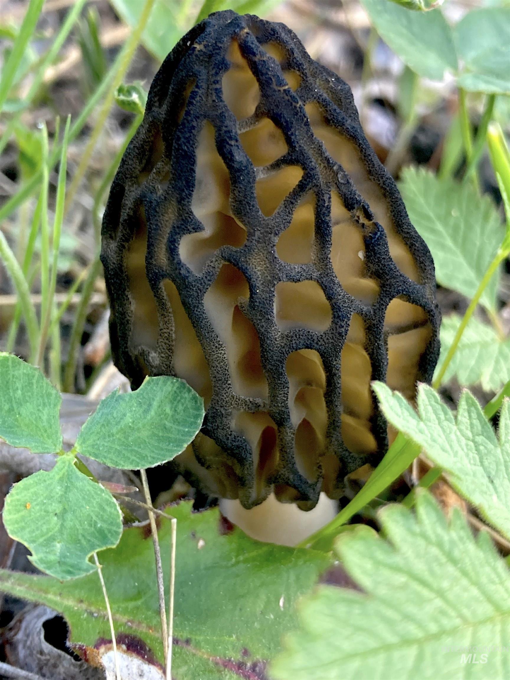 3869 Big Salmon River Rd, Riggins, Idaho 83549, 1 Bedroom, Farm & Ranch For Sale, Price $975,000,MLS 98978722