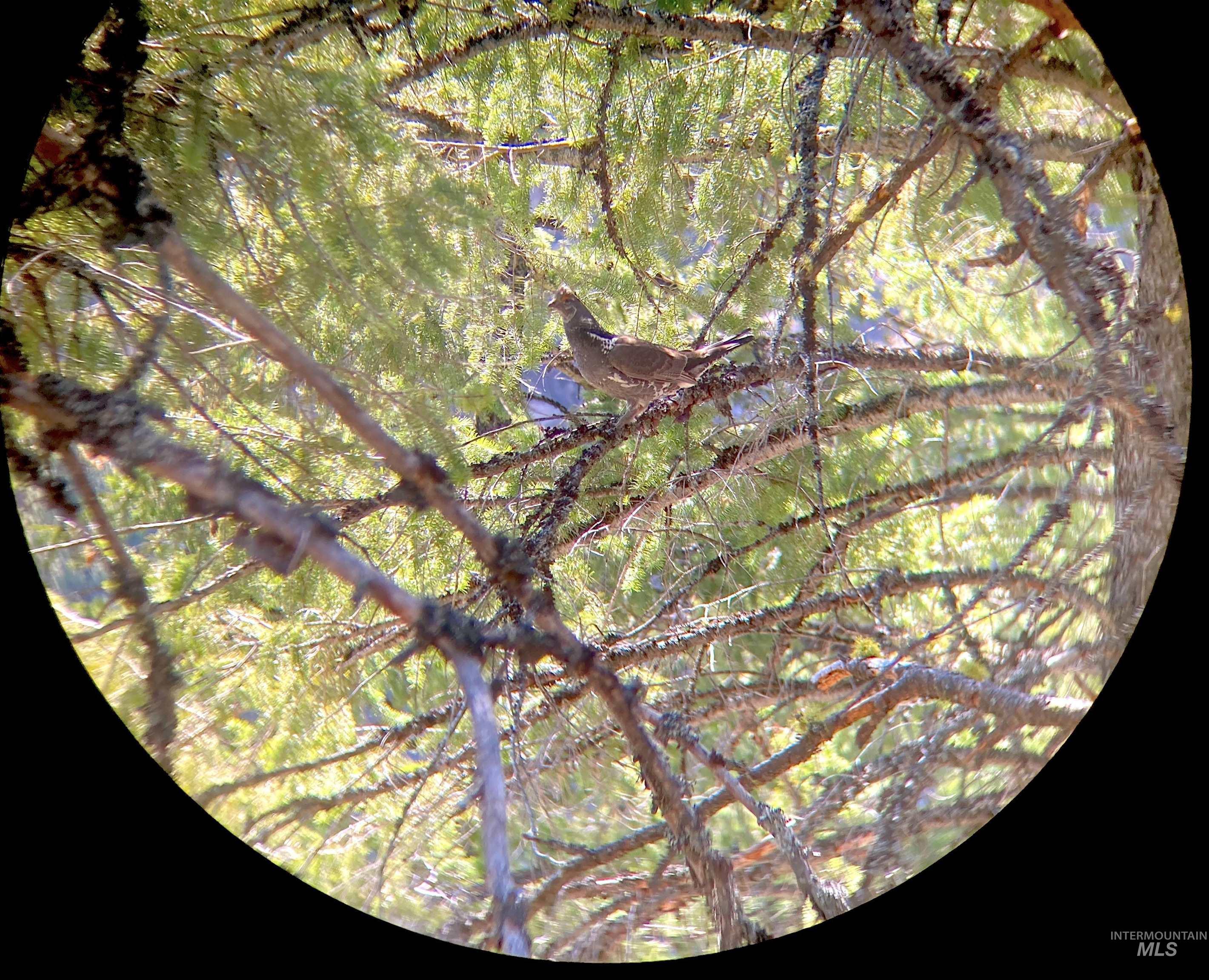 3869 Big Salmon River Rd, Riggins, Idaho 83549, 1 Bedroom, Farm & Ranch For Sale, Price $975,000,MLS 98978722