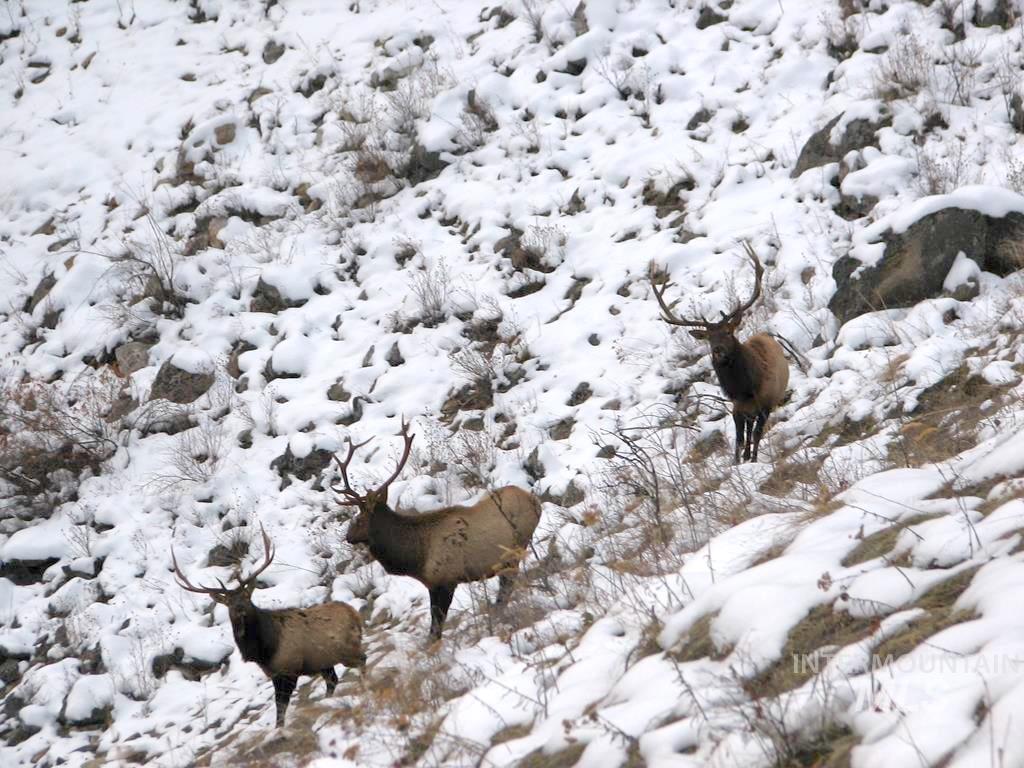 3869 Big Salmon River Rd, Riggins, Idaho 83549, 1 Bedroom, Farm & Ranch For Sale, Price $975,000,MLS 98978722