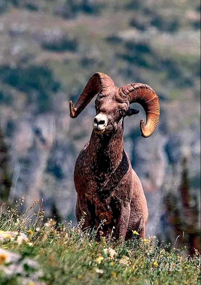 3869 Big Salmon River Rd, Riggins, Idaho 83549, 1 Bedroom, Farm & Ranch For Sale, Price $975,000,MLS 98978722