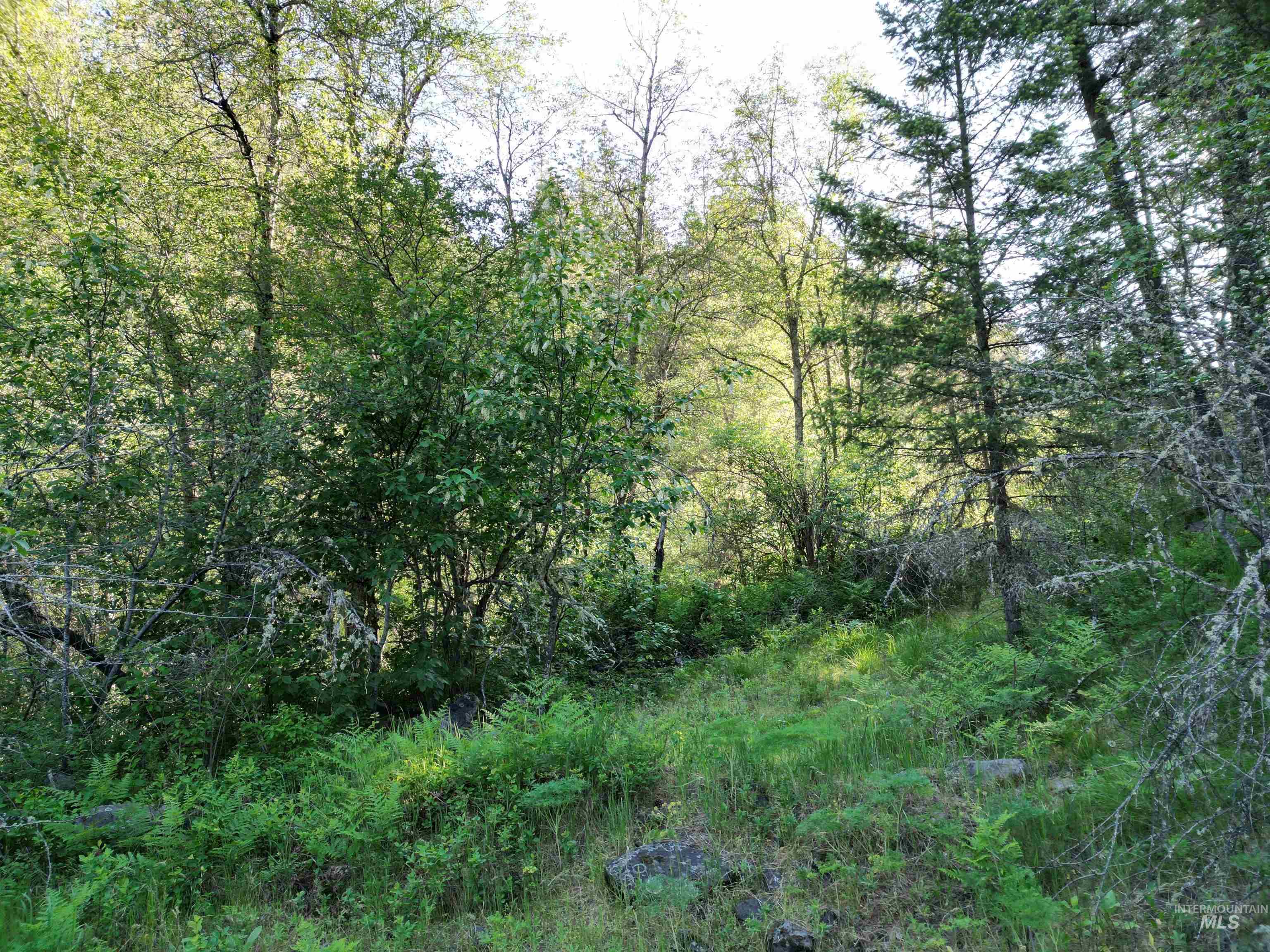 TBD Twisted Tree Lane, Peck, Idaho 83545, Land For Sale, Price $675,000,MLS 98978880