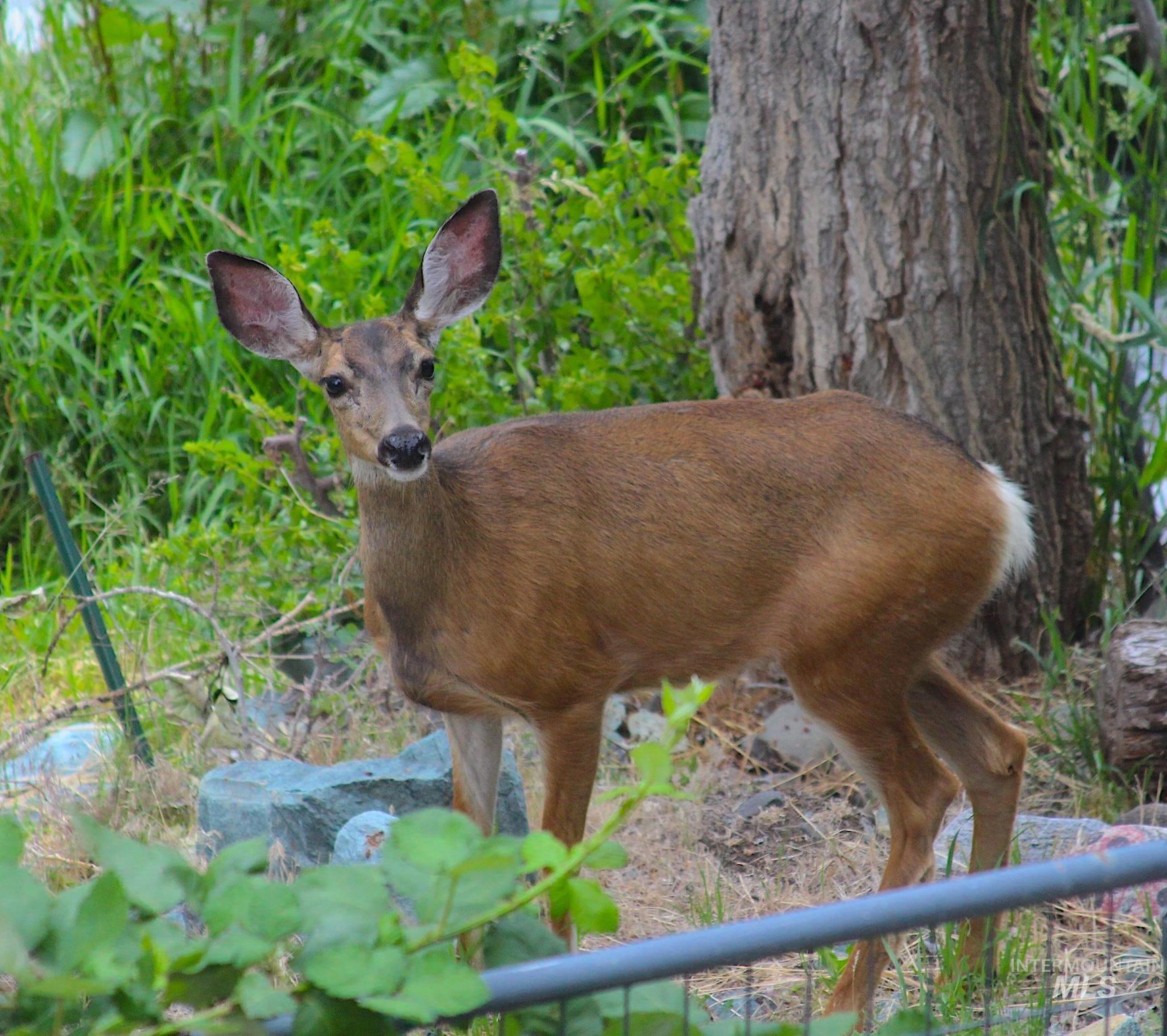 1352 S Main Street, Riggins, Idaho 83549, 6 Bedrooms, 5 Bathrooms, Residential For Sale, Price $1,000,000, 98979051