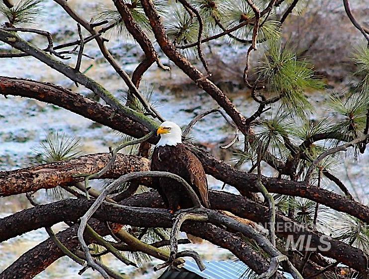 1352 S Main Street, Riggins, Idaho 83549, 6 Bedrooms, 5 Bathrooms, Residential For Sale, Price $1,000,000, 98979051