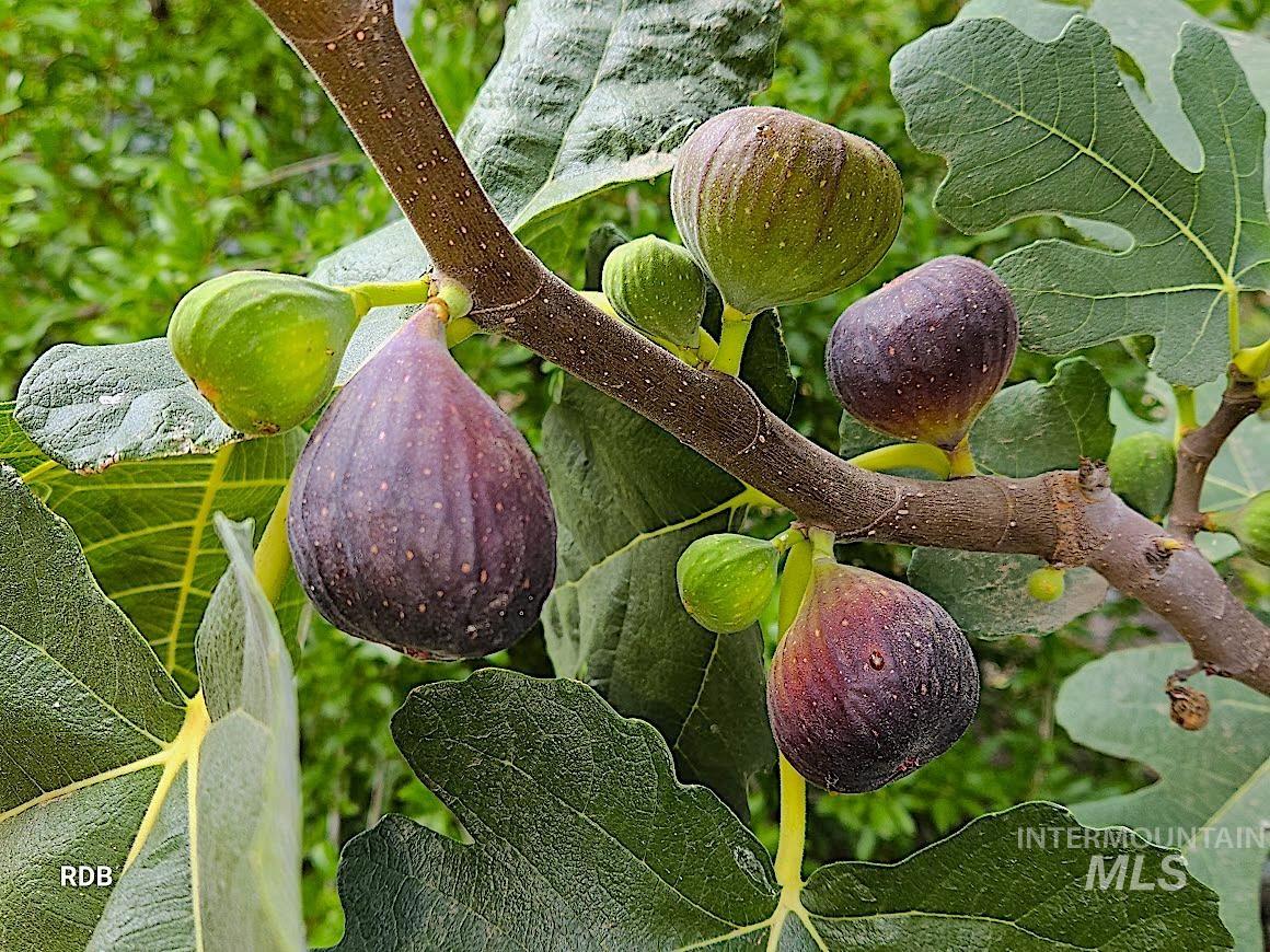 1352 S Main Street, Riggins, Idaho 83549, 6 Bedrooms, 5 Bathrooms, Residential For Sale, Price $1,000,000, 98979051