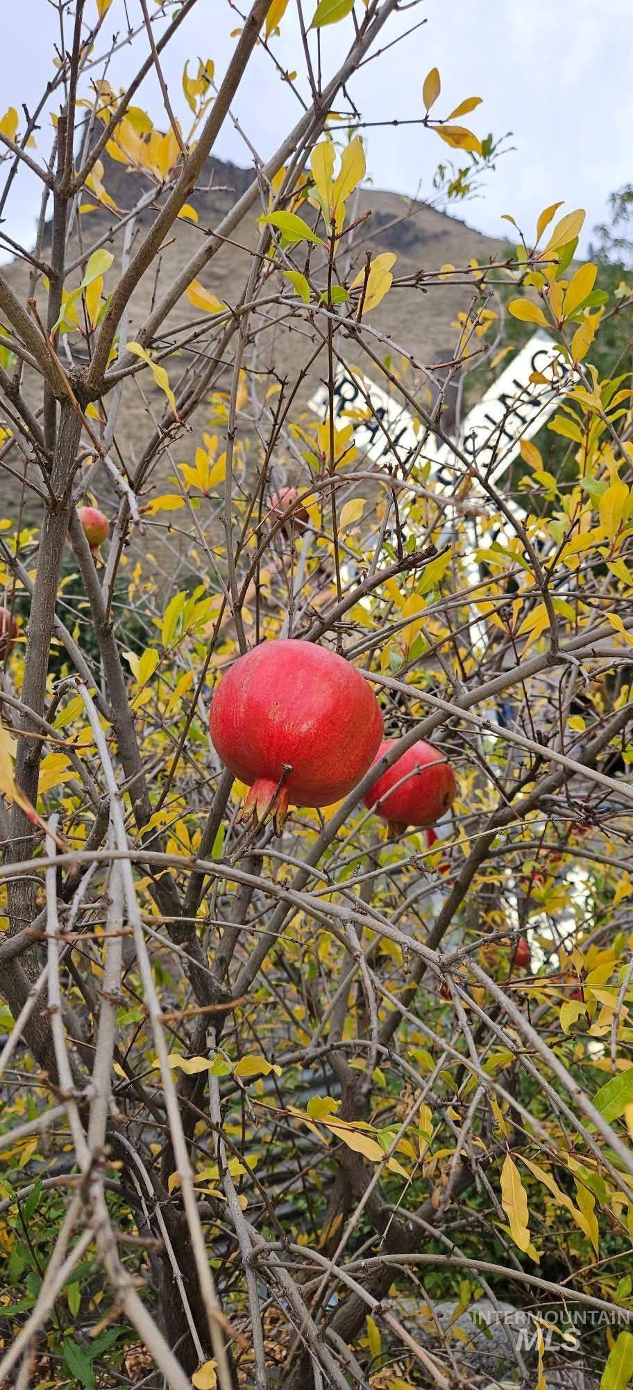 1352 S Main Street, Riggins, Idaho 83549, 6 Bedrooms, 5 Bathrooms, Residential For Sale, Price $1,000,000, 98979051