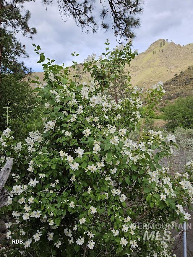 1352 S Main Street, Riggins, Idaho 83549, 6 Bedrooms, 5 Bathrooms, Residential For Sale, Price $1,000,000, 98979051