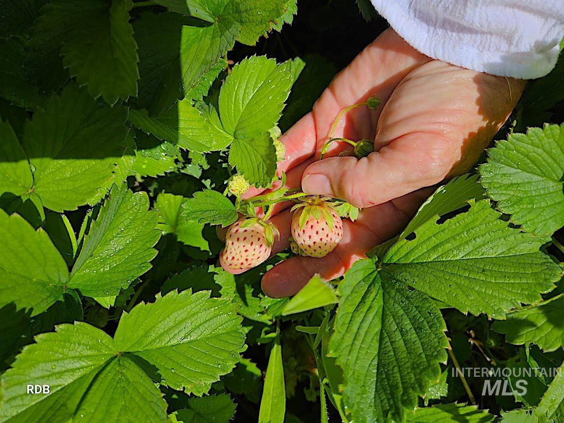 1352 S Main Street, Riggins, Idaho 83549, 6 Bedrooms, 5 Bathrooms, Residential For Sale, Price $1,000,000,MLS 98979051